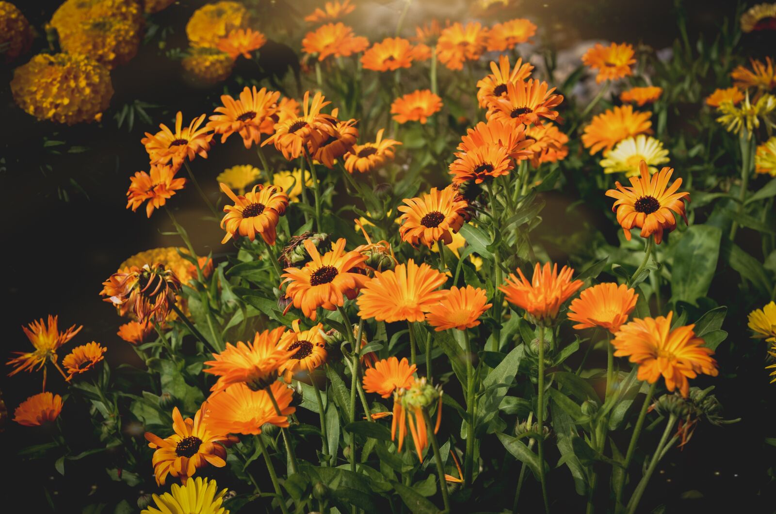 Nikon D7000 sample photo. Flowers, wallpaper, urban photography