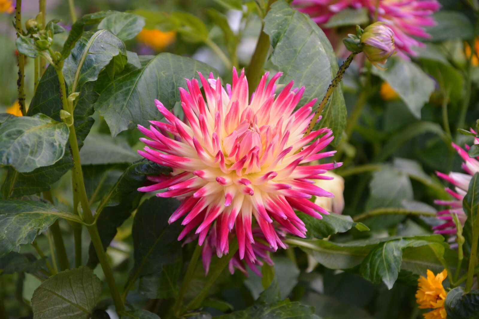 Nikon D5200 sample photo. Garden flowers, massif, plant photography