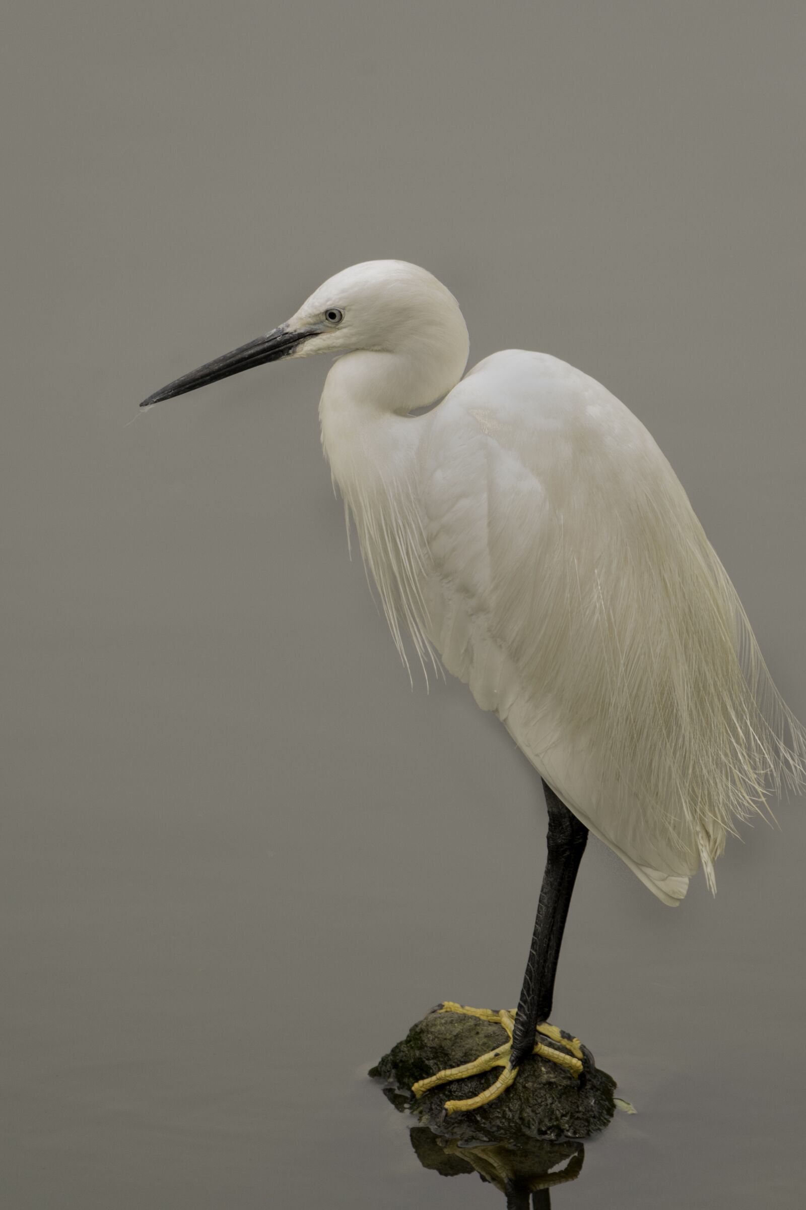 Nikon D5500 sample photo. Bird, wildlife, feather photography