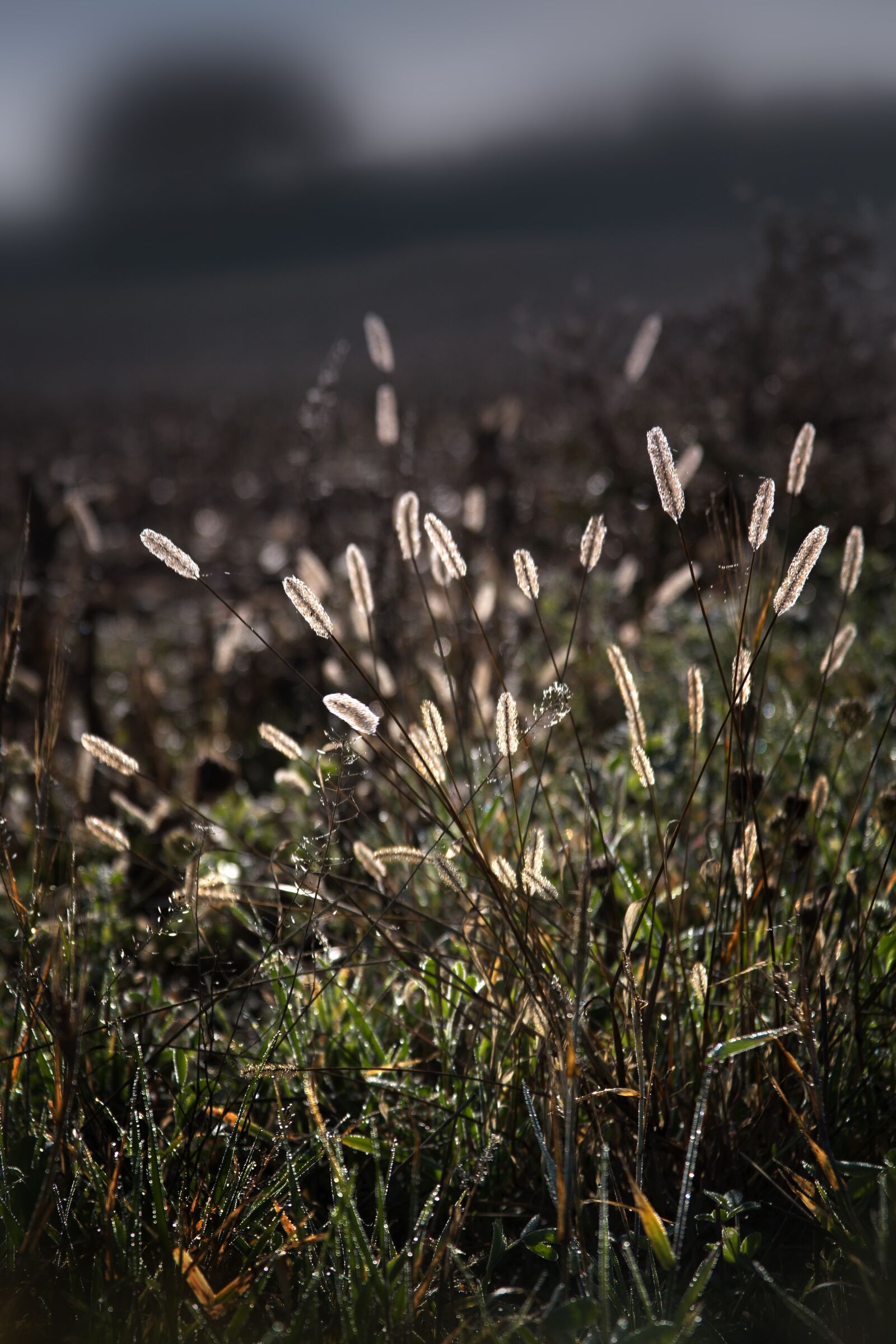 Canon EOS 6D + Canon EF 28-135mm F3.5-5.6 IS USM sample photo. Grass, nature, landscape photography
