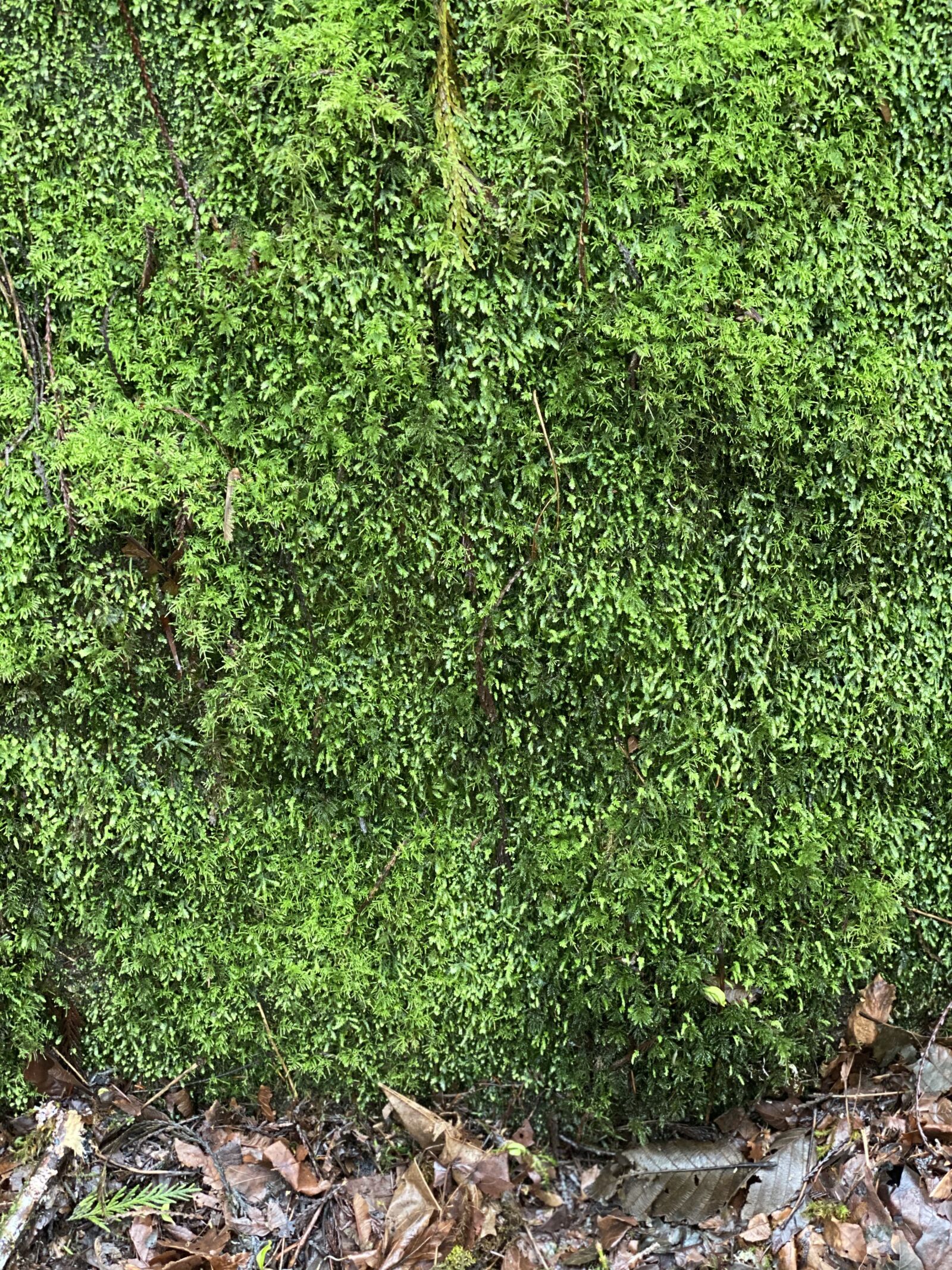 Apple iPhone 11 Pro Max + iPhone 11 Pro Max back dual camera 6mm f/2 sample photo. Moss, green, nature photography