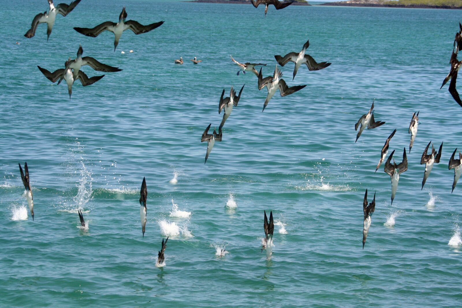 Canon EOS 350D (EOS Digital Rebel XT / EOS Kiss Digital N) sample photo. Diving, birds, nature photography
