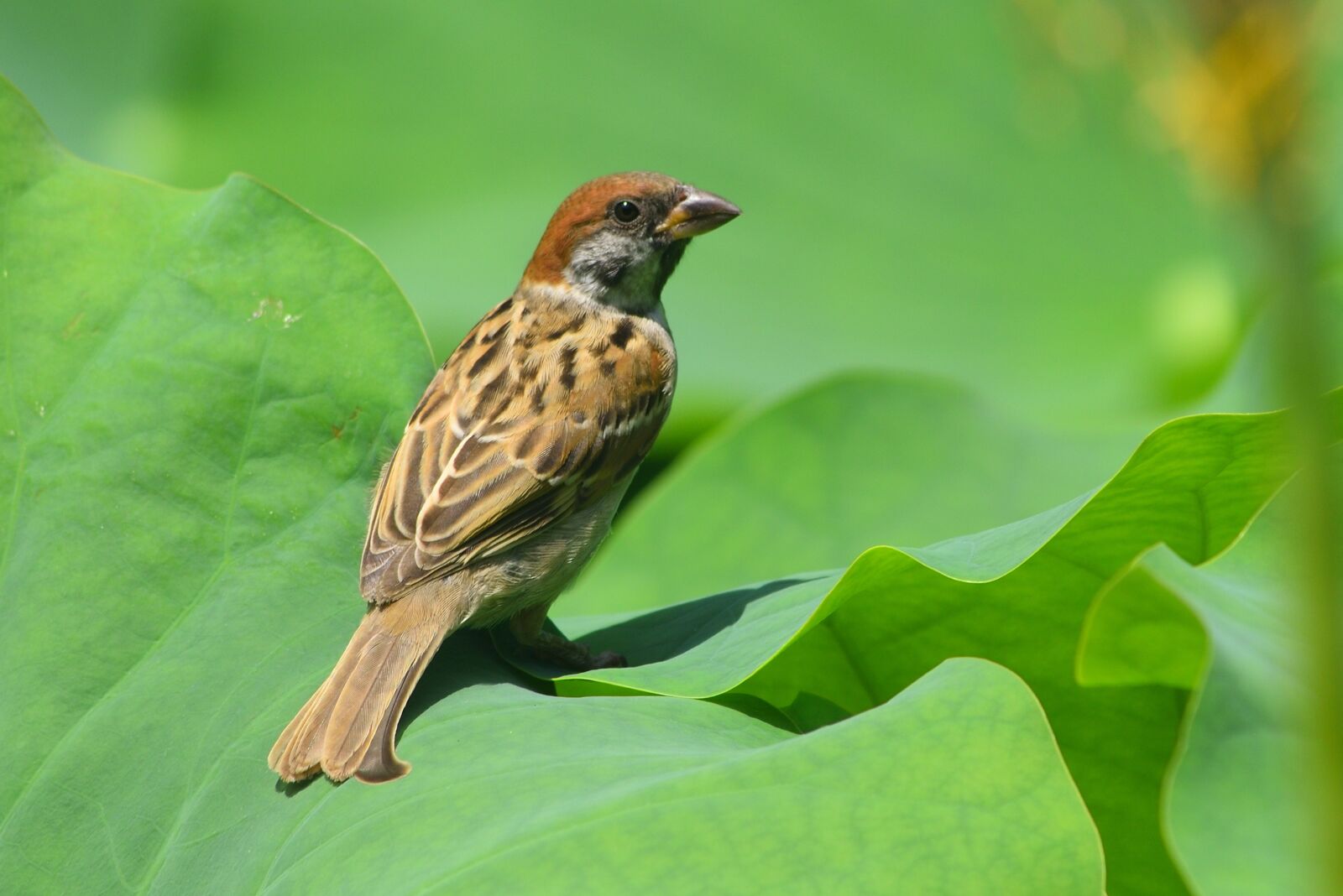 Nikon D750 sample photo. Animal, bird, sparrow photography