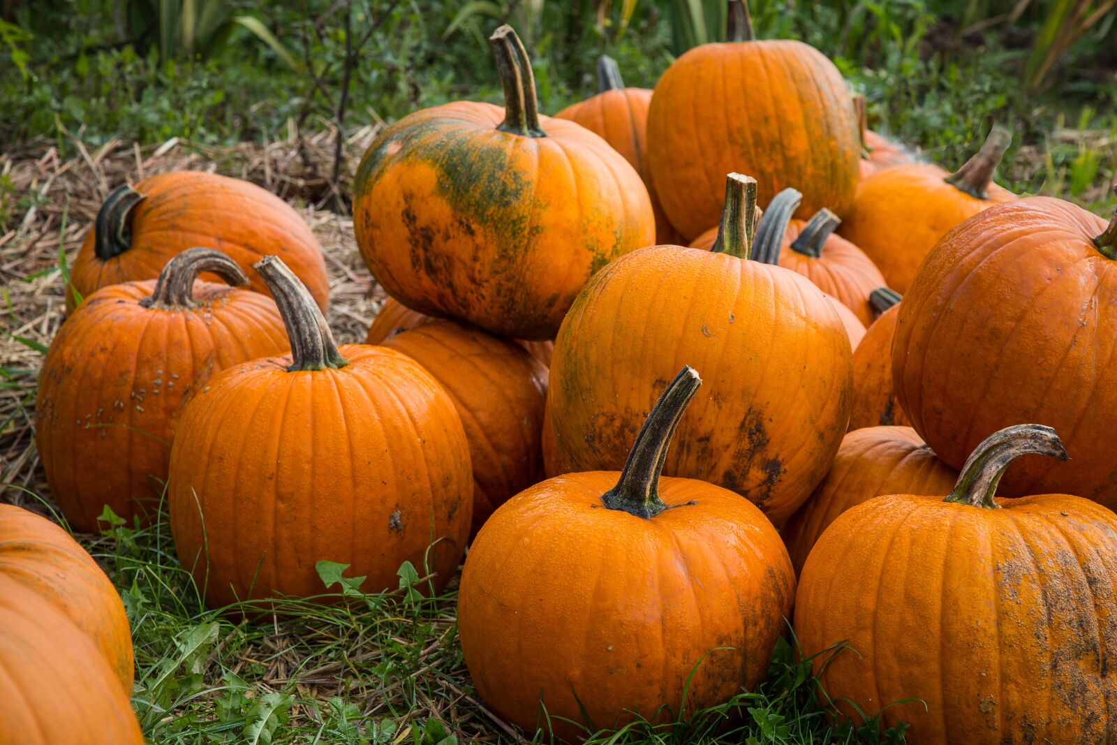 Canon EF 24-105mm F4L IS USM sample photo. Pumpkin, autumn, halloween photography