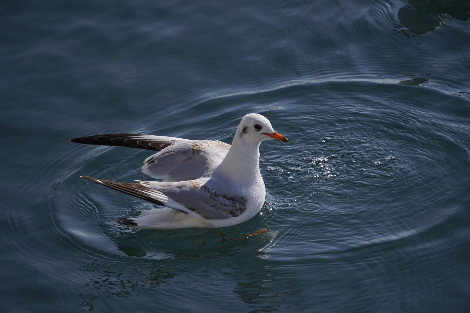 Sony a6300 + Sony E 55-210mm F4.5-6.3 OSS sample photo. Seagull, sea, calm photography