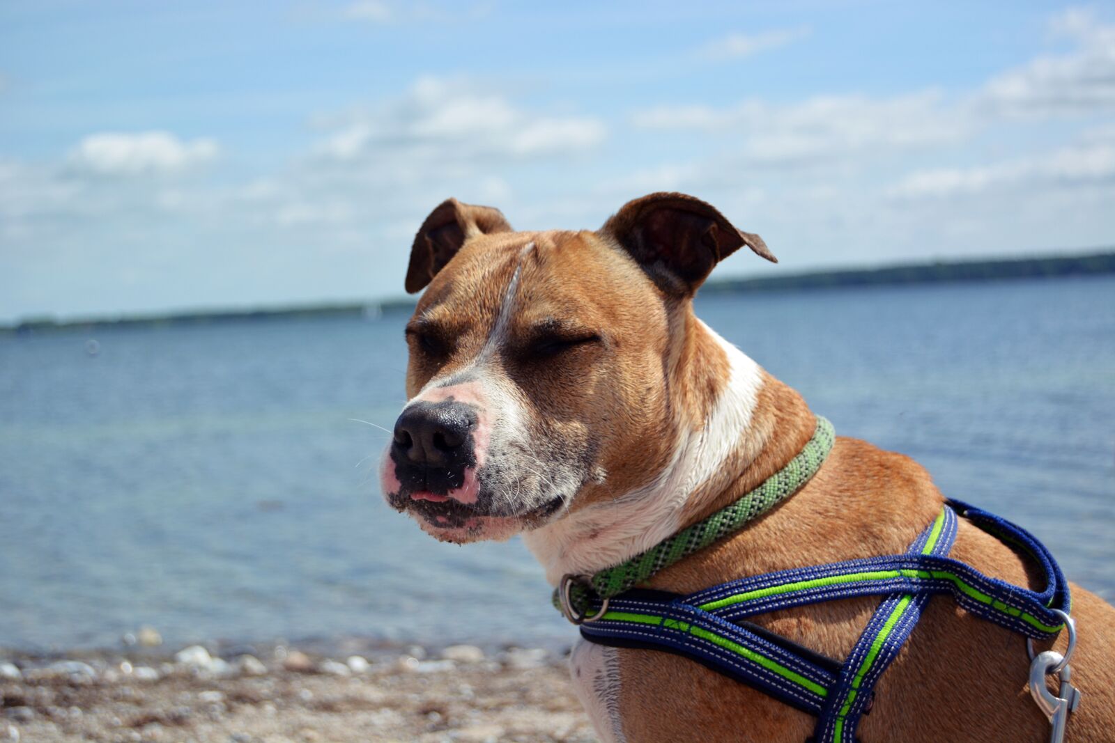 Nikon D5200 sample photo. Dog, amstaff, american photography