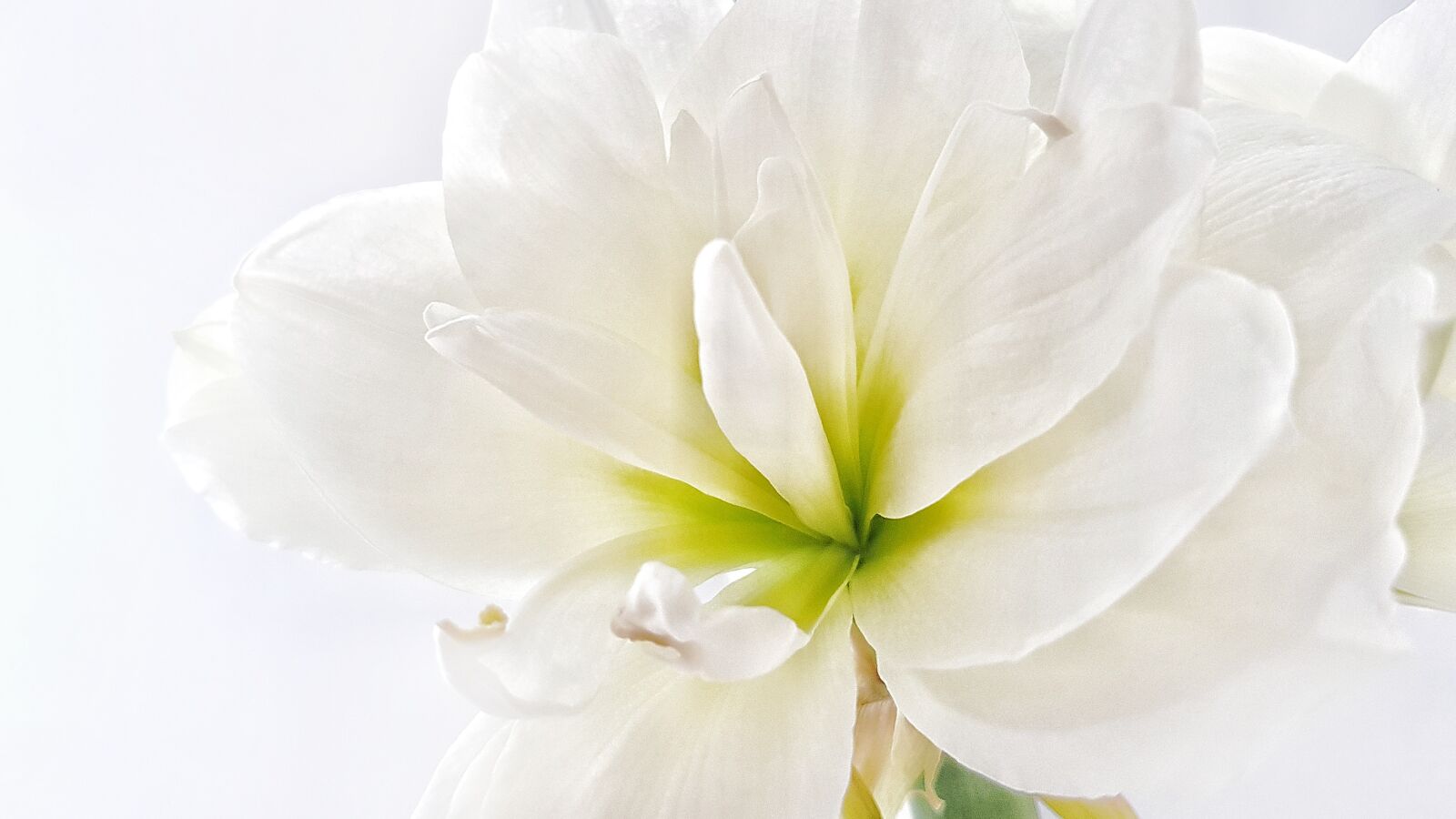 Samsung Galaxy S8+ sample photo. Hippeastrum, flower, white photography
