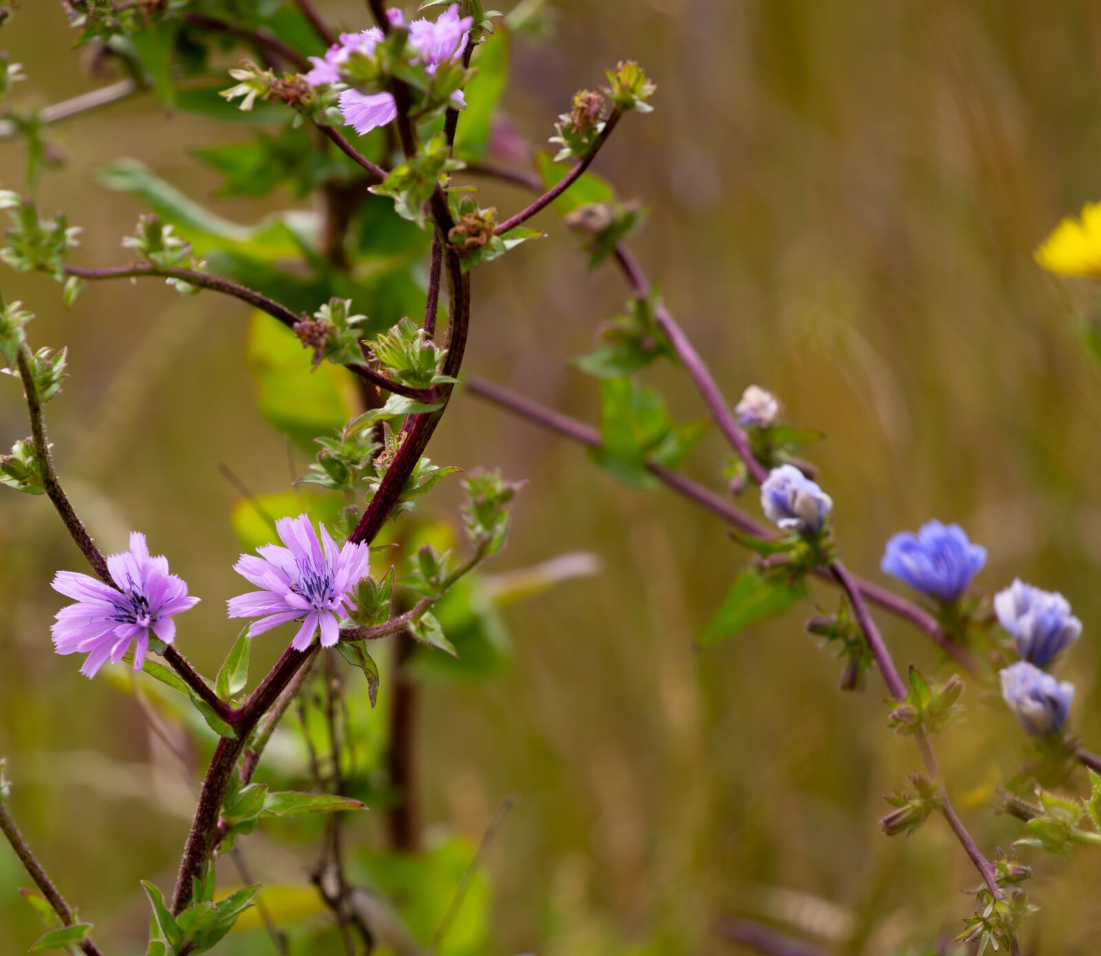 Canon EOS 5D Mark III sample photo. Cichorium intybus, chicory flowers photography