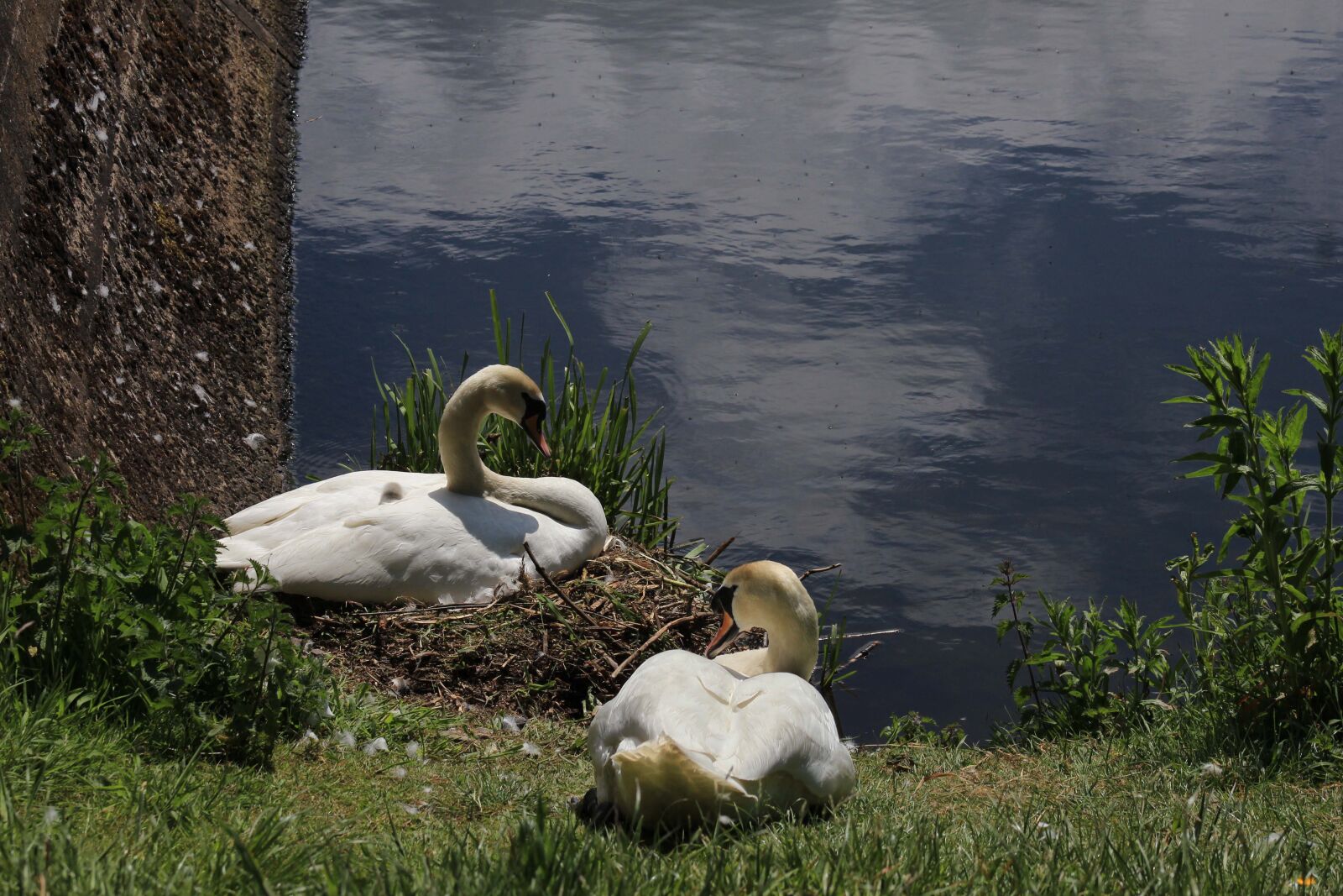 Canon EOS 1200D (EOS Rebel T5 / EOS Kiss X70 / EOS Hi) + EF75-300mm f/4-5.6 sample photo. Swans, feathers, bird photography