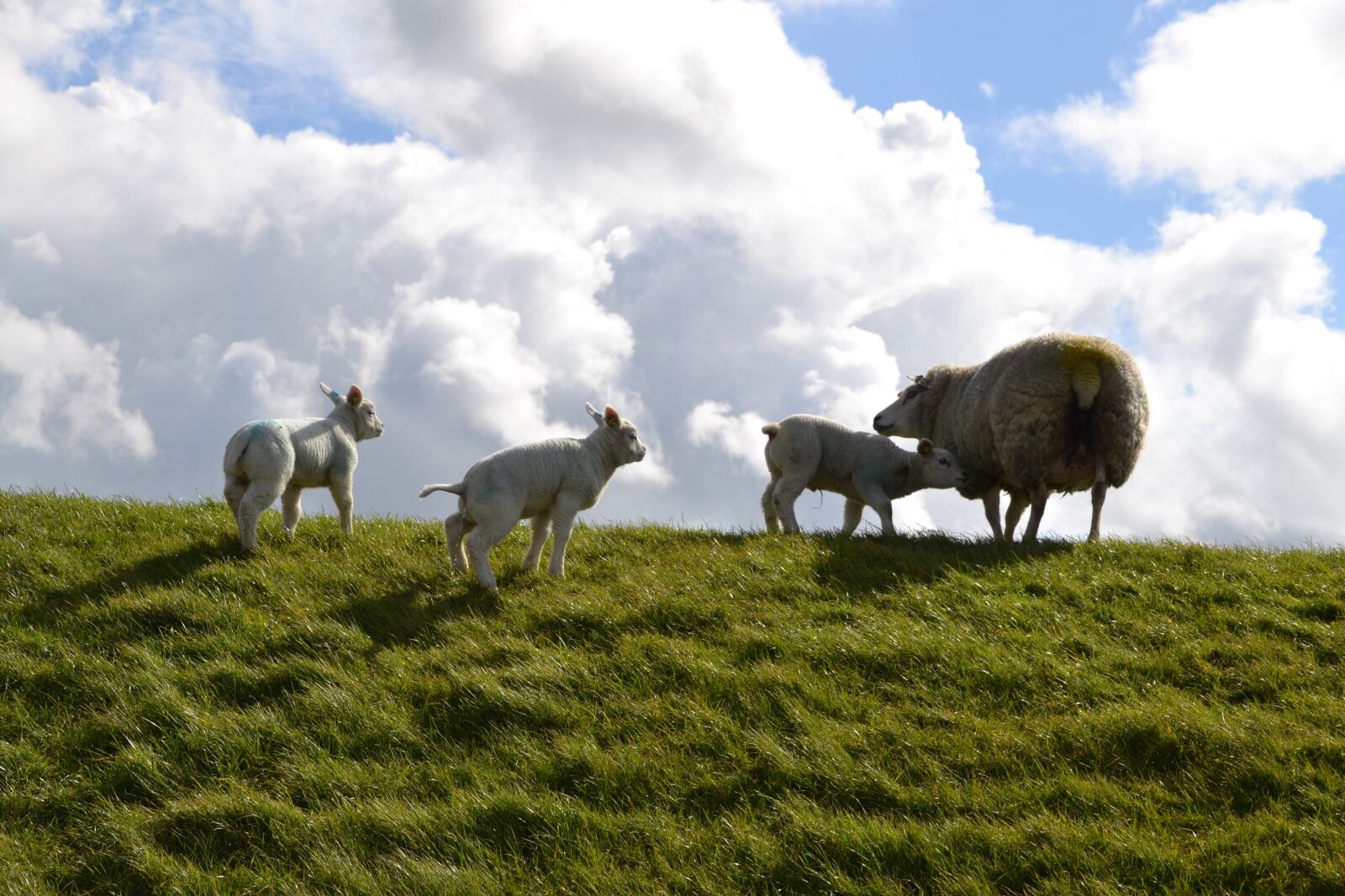 Nikon D3100 sample photo. Lamb, farm, sheep photography