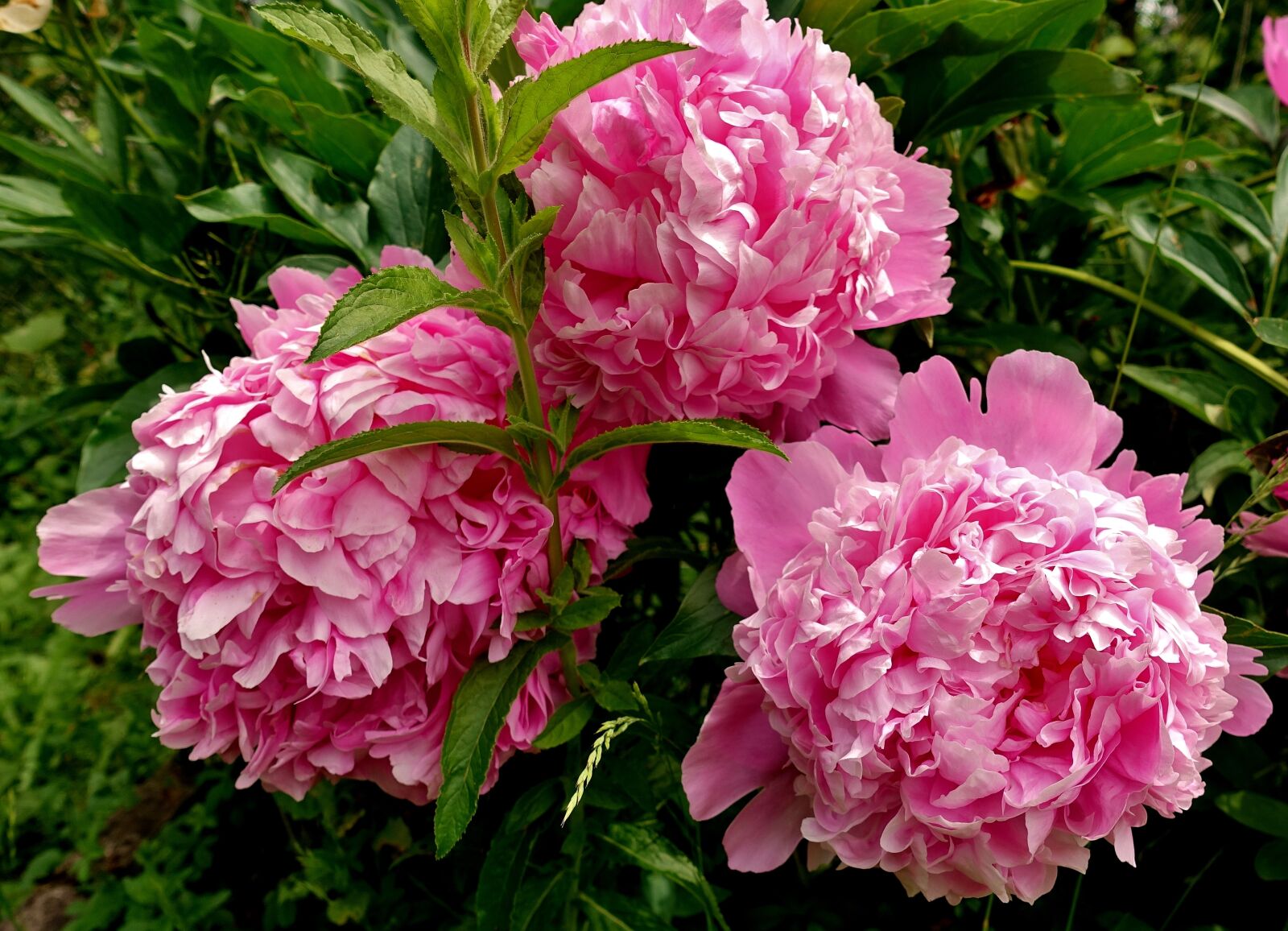 Sony DSC-RX100M5 sample photo. Peony, flower, pink photography