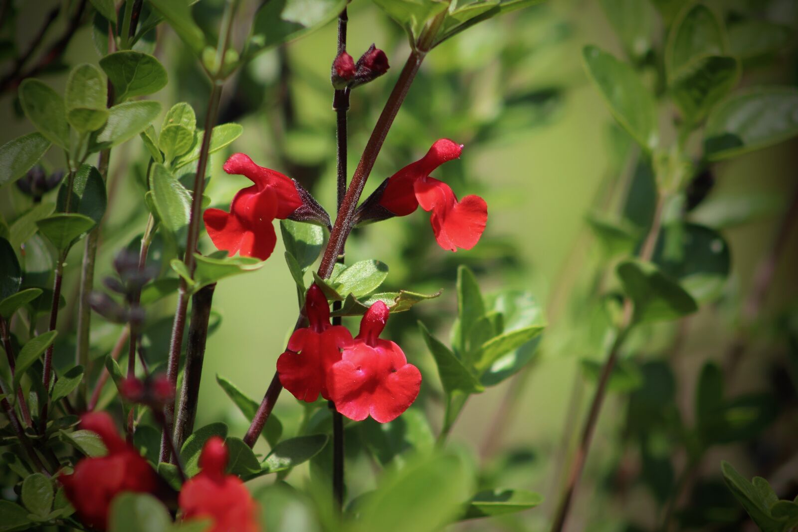 Canon EOS 800D (EOS Rebel T7i / EOS Kiss X9i) sample photo. Ziersalbei, sage, flowers photography