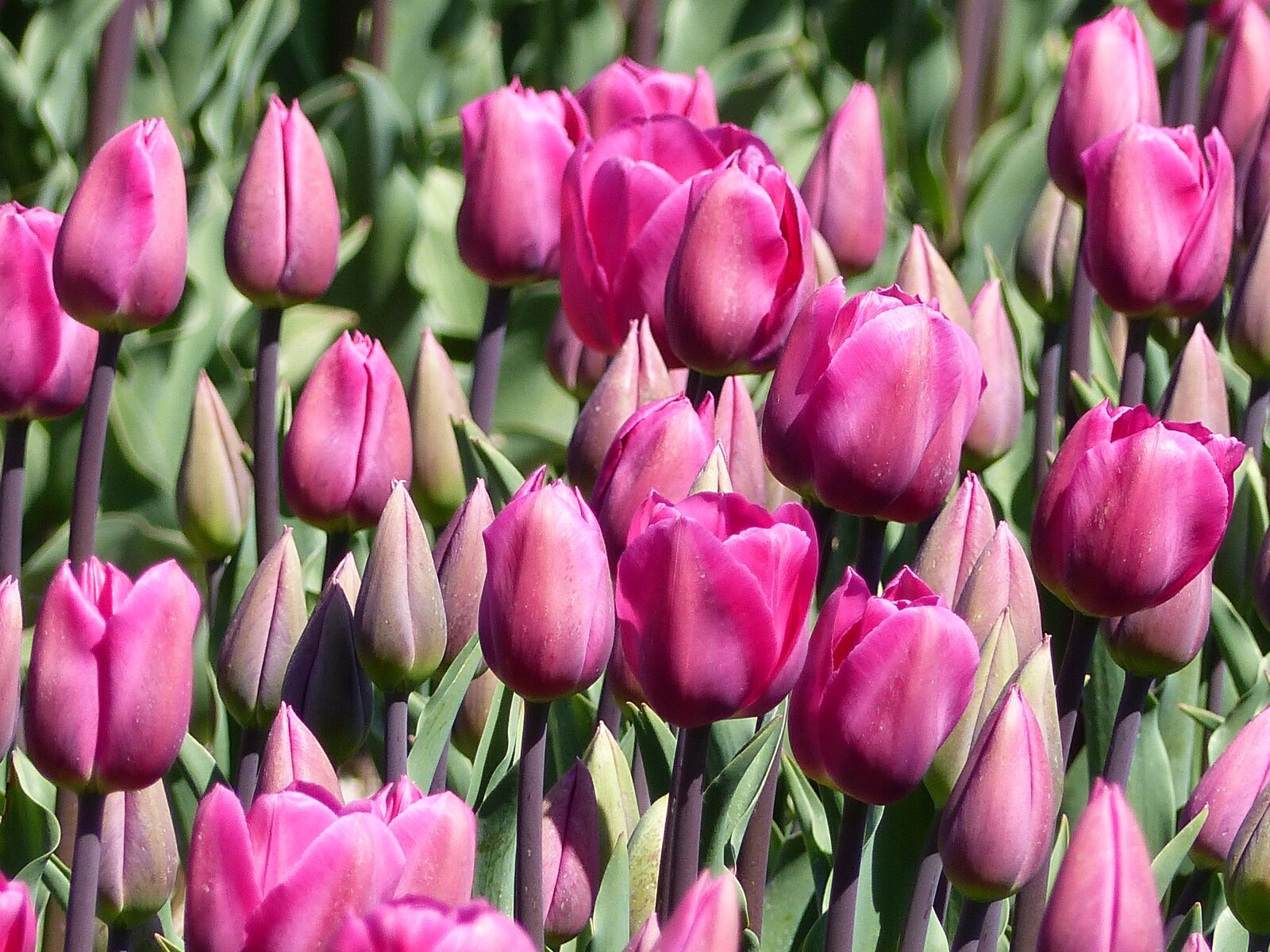 Panasonic Lumix DMC-FZ200 sample photo. Tulips, flowers, pink photography