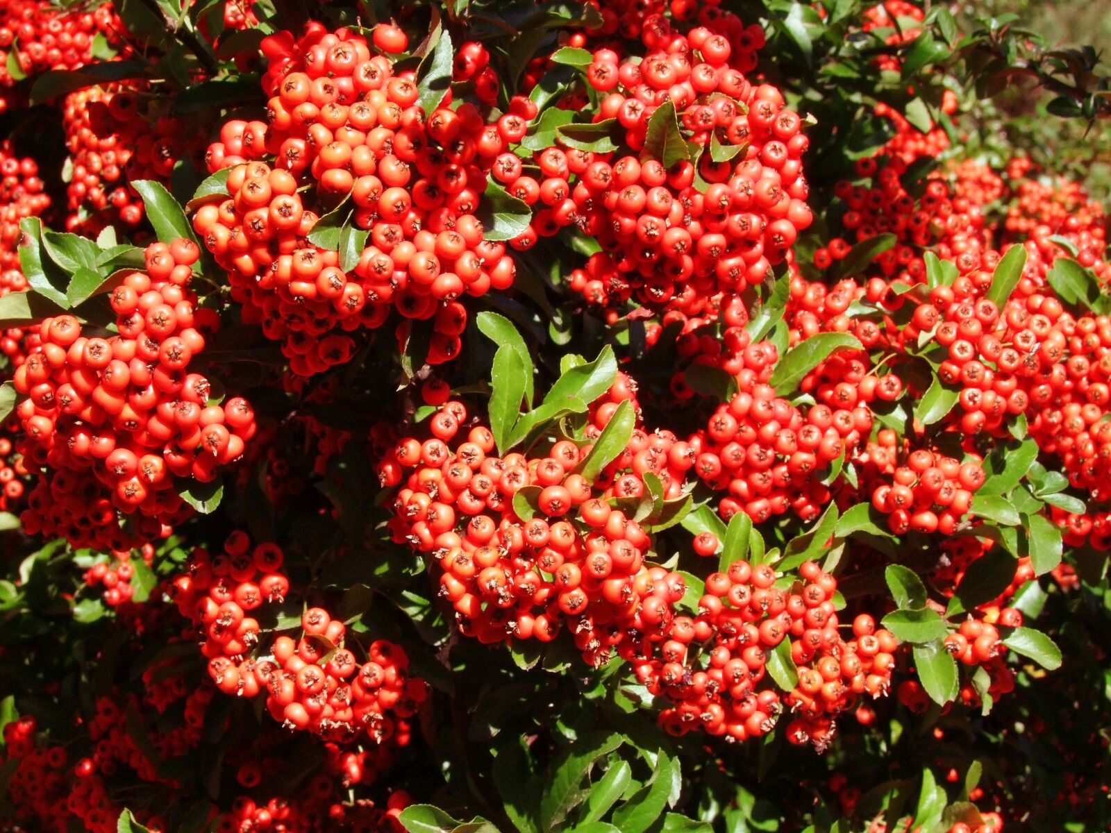 Fujifilm FinePix S100fs sample photo. Red rowan, shrub, berry photography