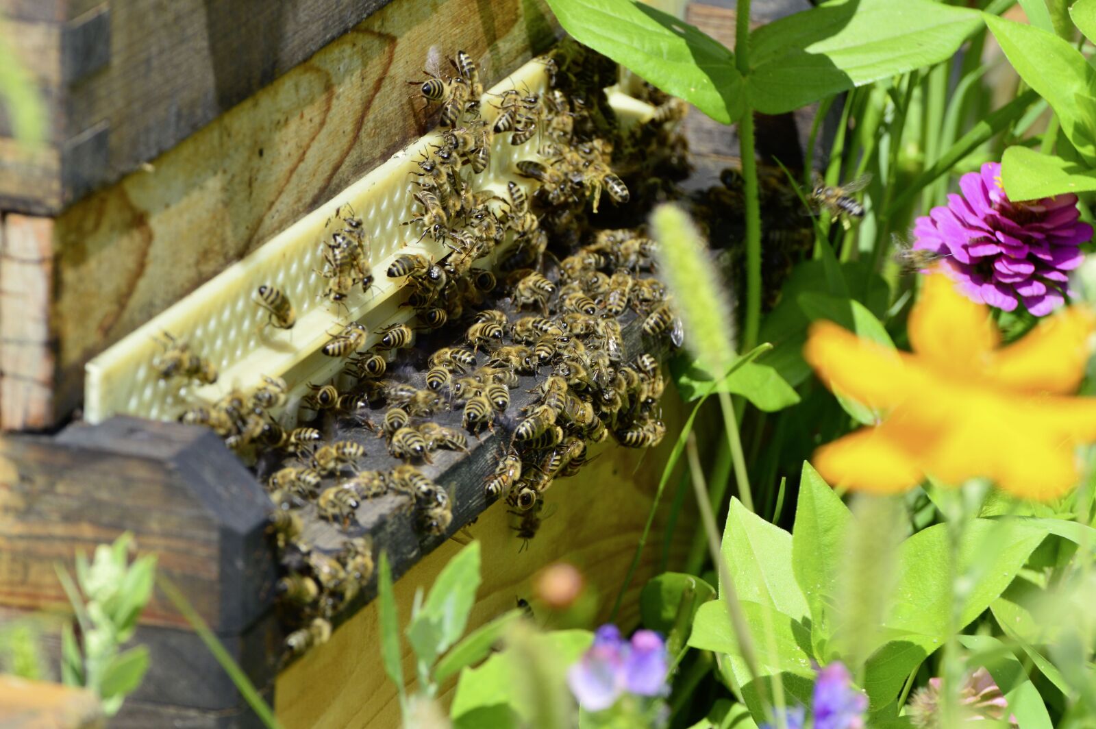 Nikon D3200 sample photo. Bees, beehive, bee photography