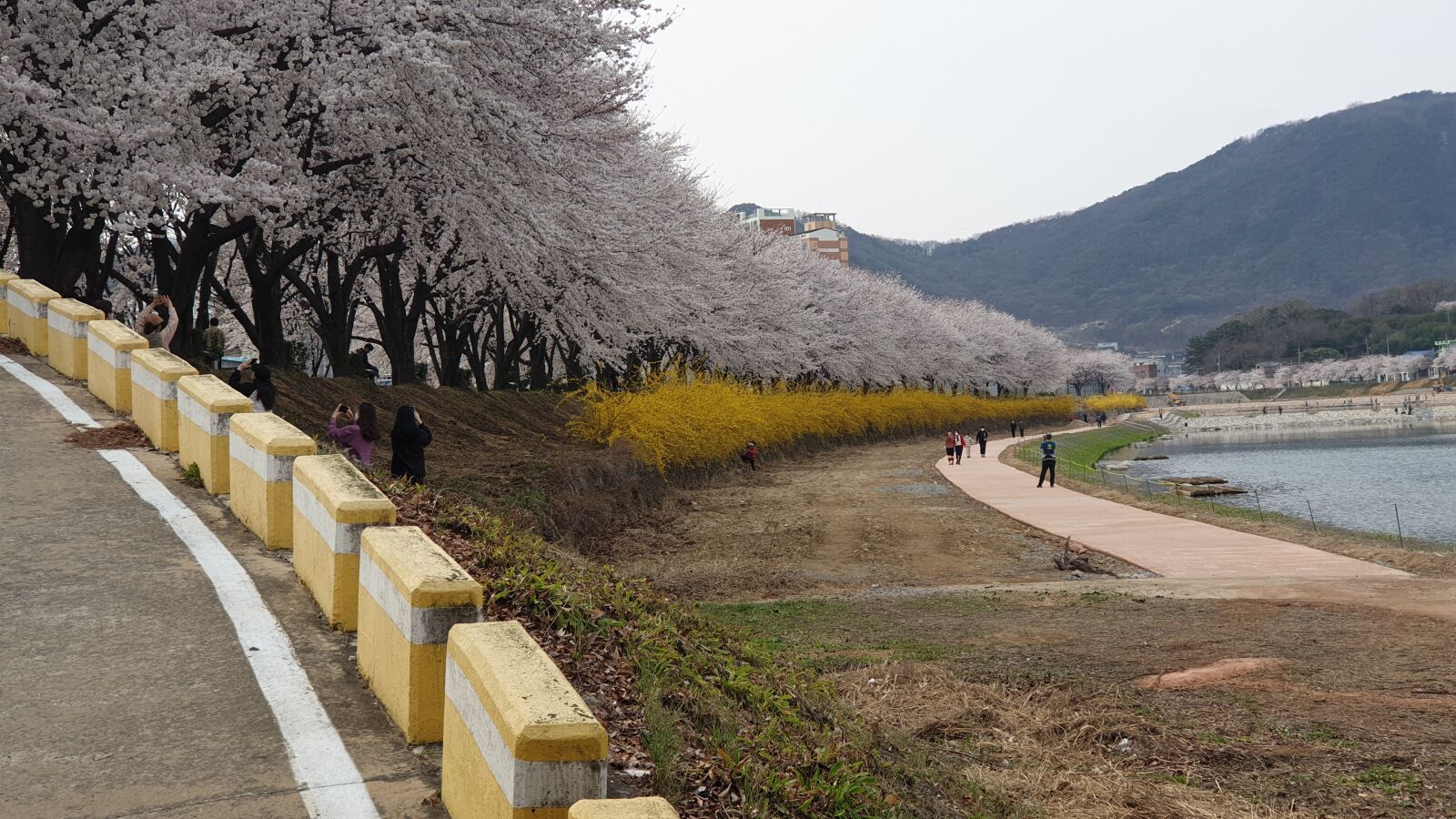 Samsung Galaxy Note9 sample photo. Spring, cherryblossom, forsythia photography