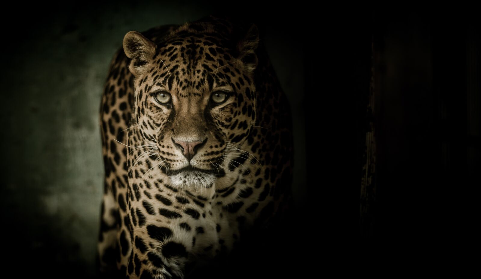 Nikon D7000 sample photo. Leopard, eyes, fearsome photography