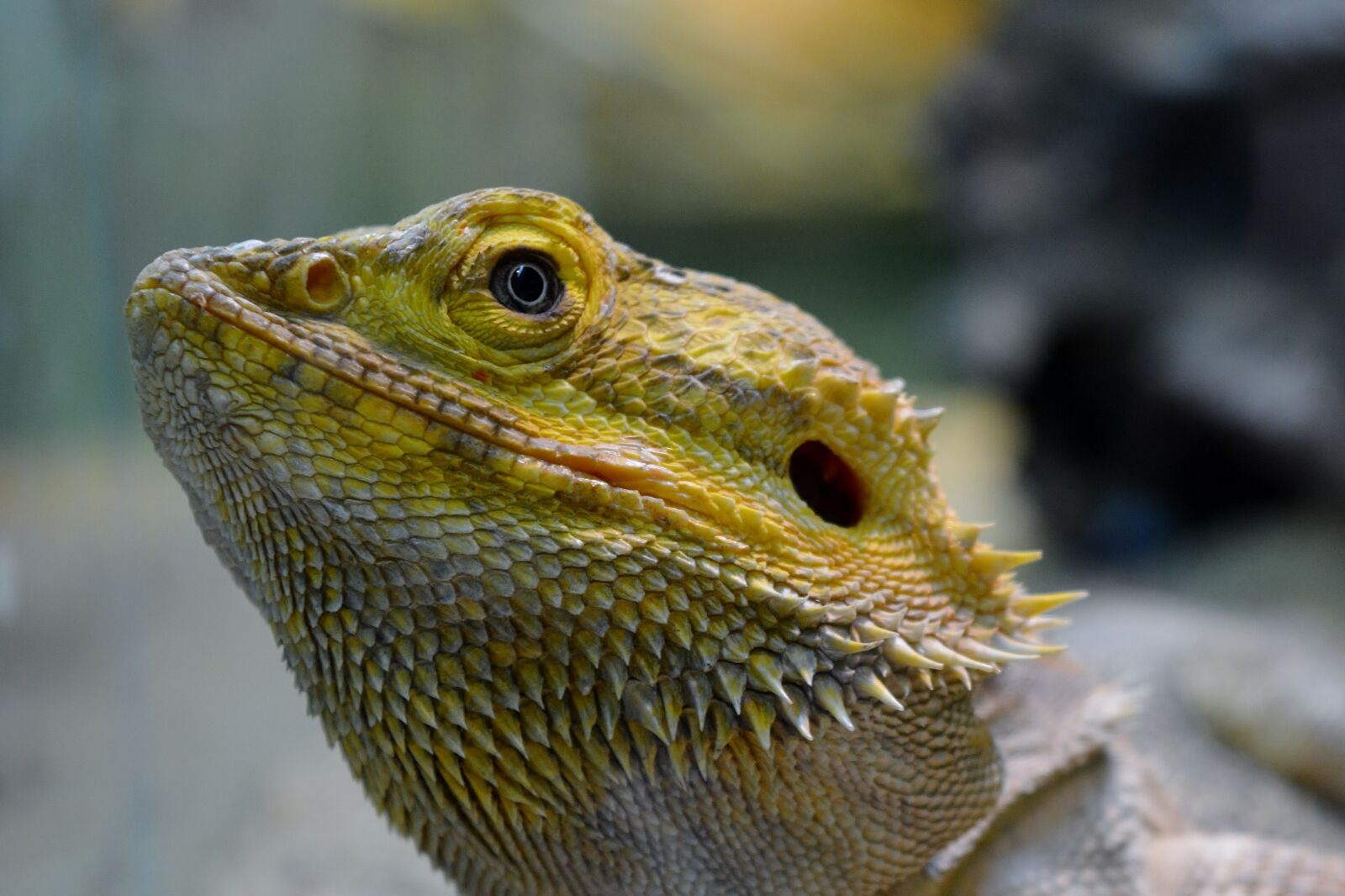 Nikon D5200 sample photo. Lizard, iguana, animal world photography