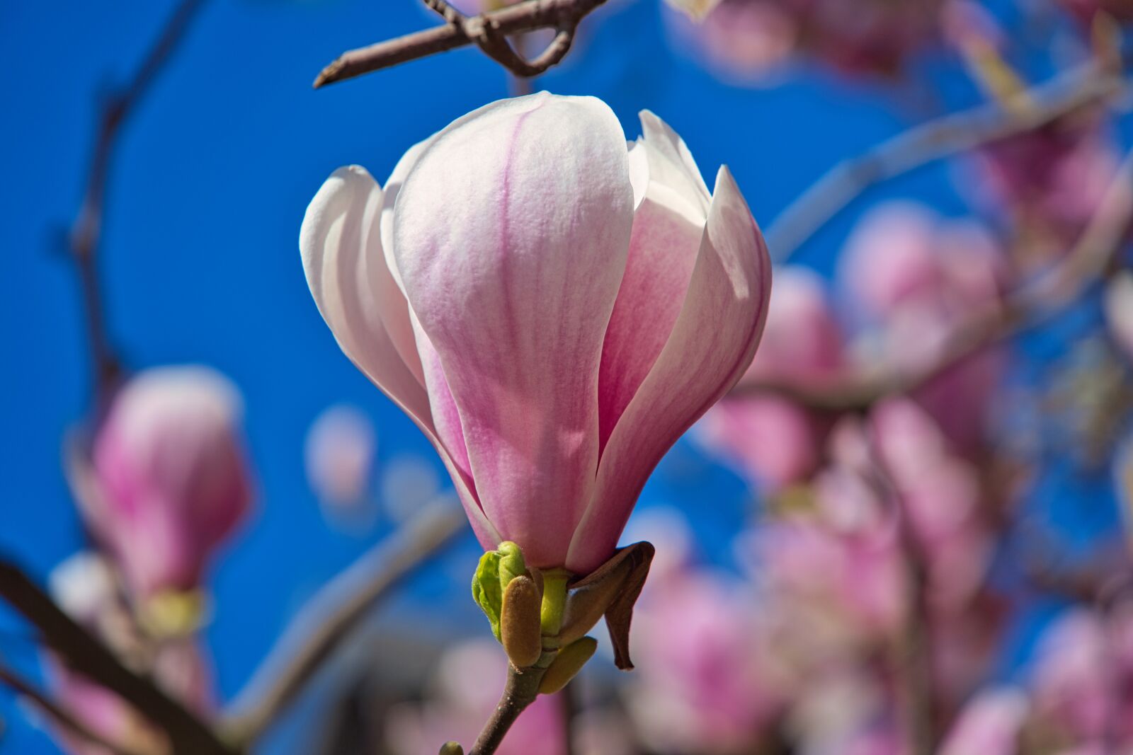 Sony a6400 sample photo. Spring, bloom, magnolia photography