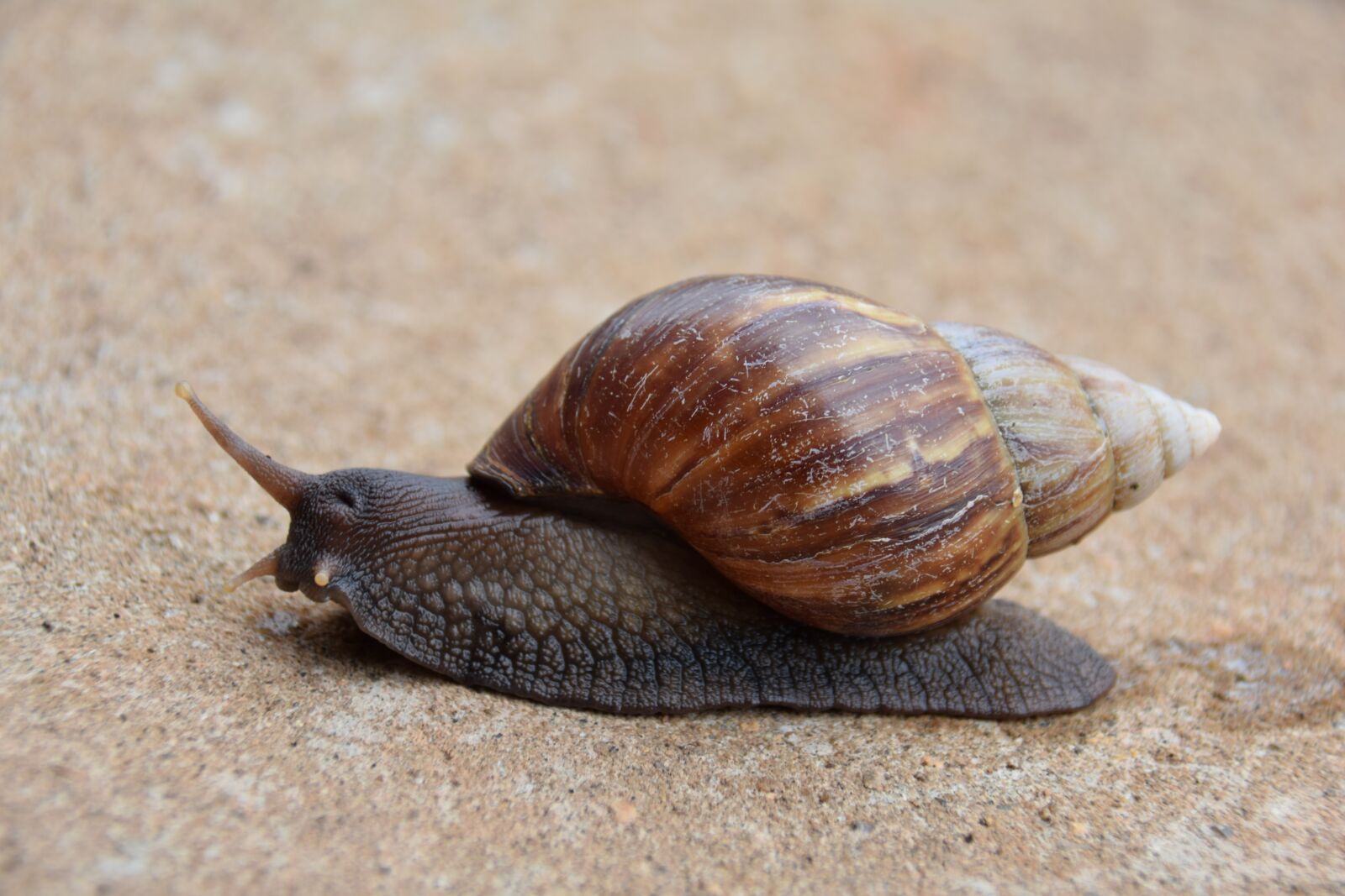 Nikon D5300 sample photo. Slug, snail, mollusk photography
