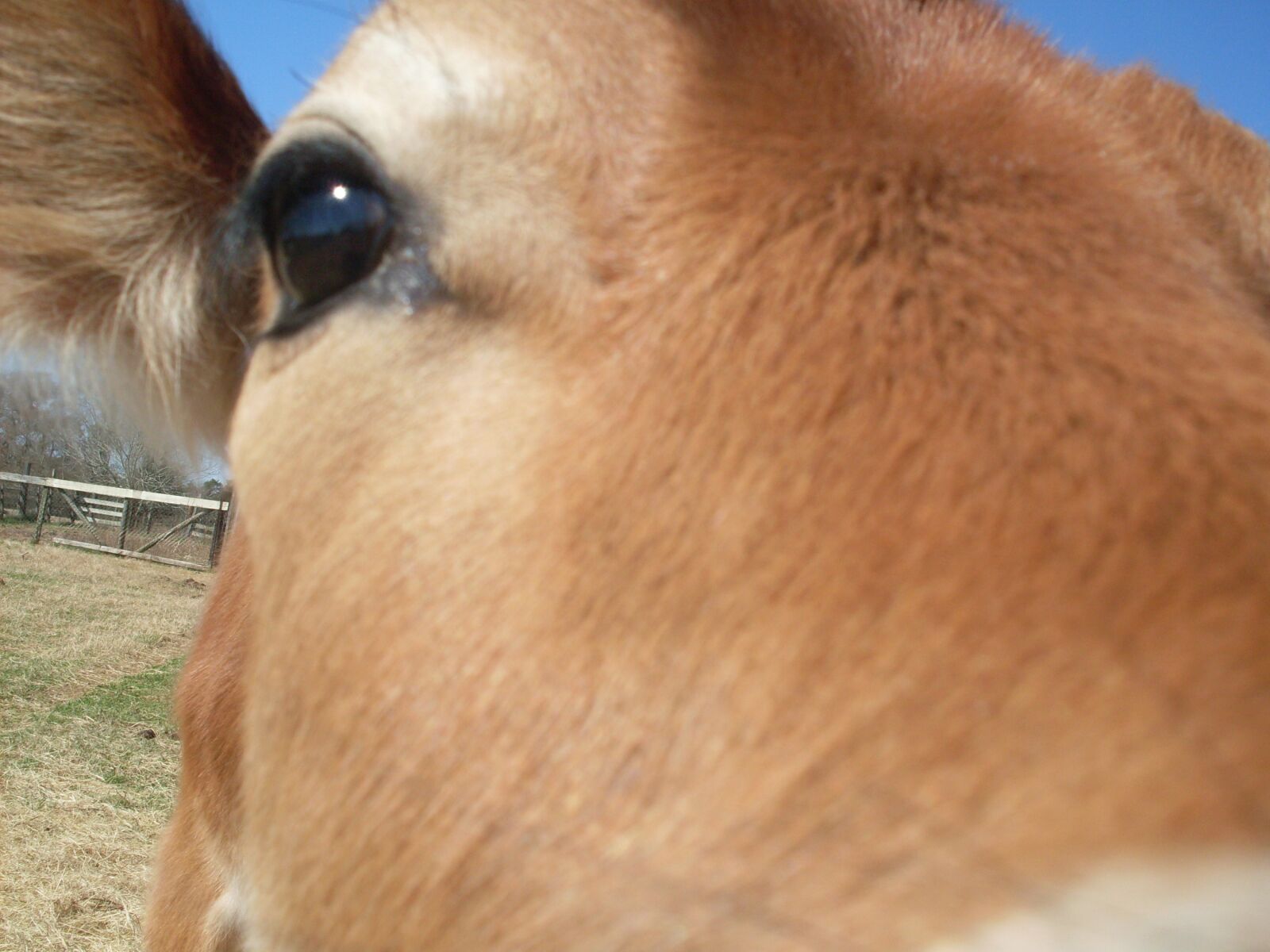 Samsung KENOX S860  / Samsung S860 sample photo. Cow, livestock, farm photography