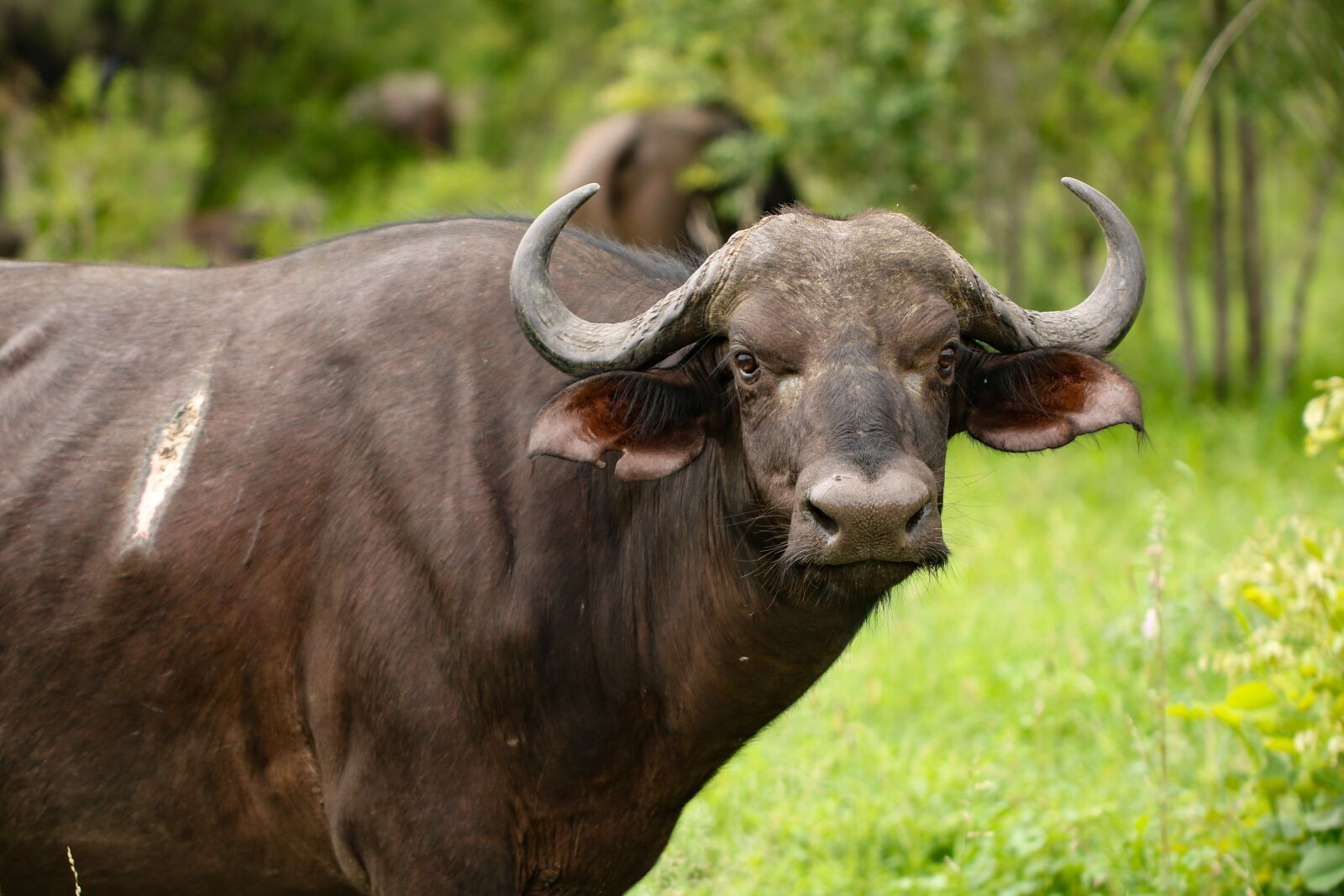 Canon EF 100mm F2.8L Macro IS USM sample photo. Buffalo, dangerous, horn photography