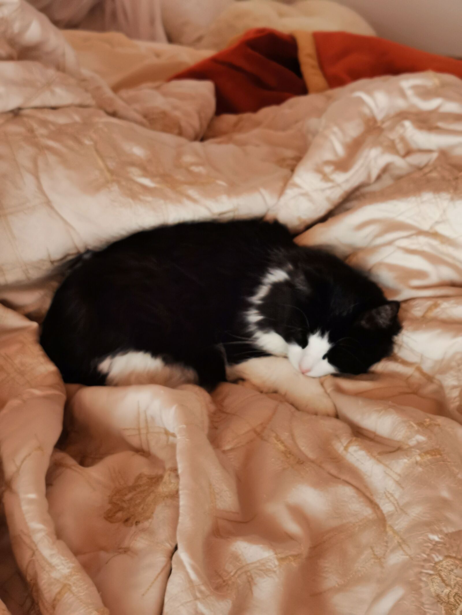 HUAWEI P30 Pro sample photo. Cat, black and white photography