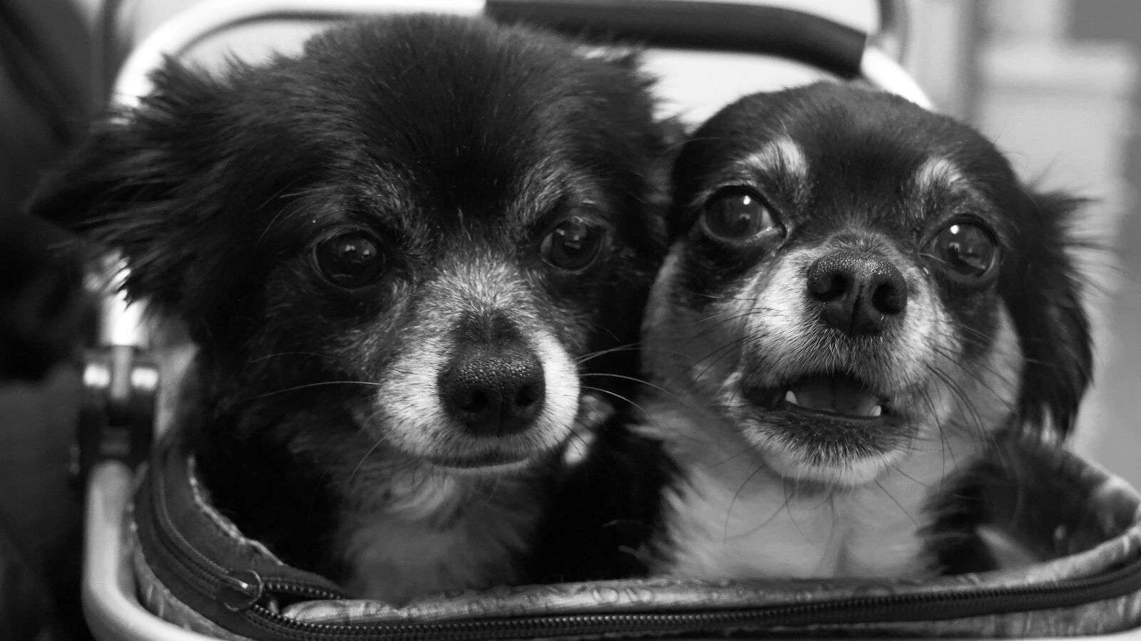 Sony a6000 sample photo. Chihuahua, duo, funny photography