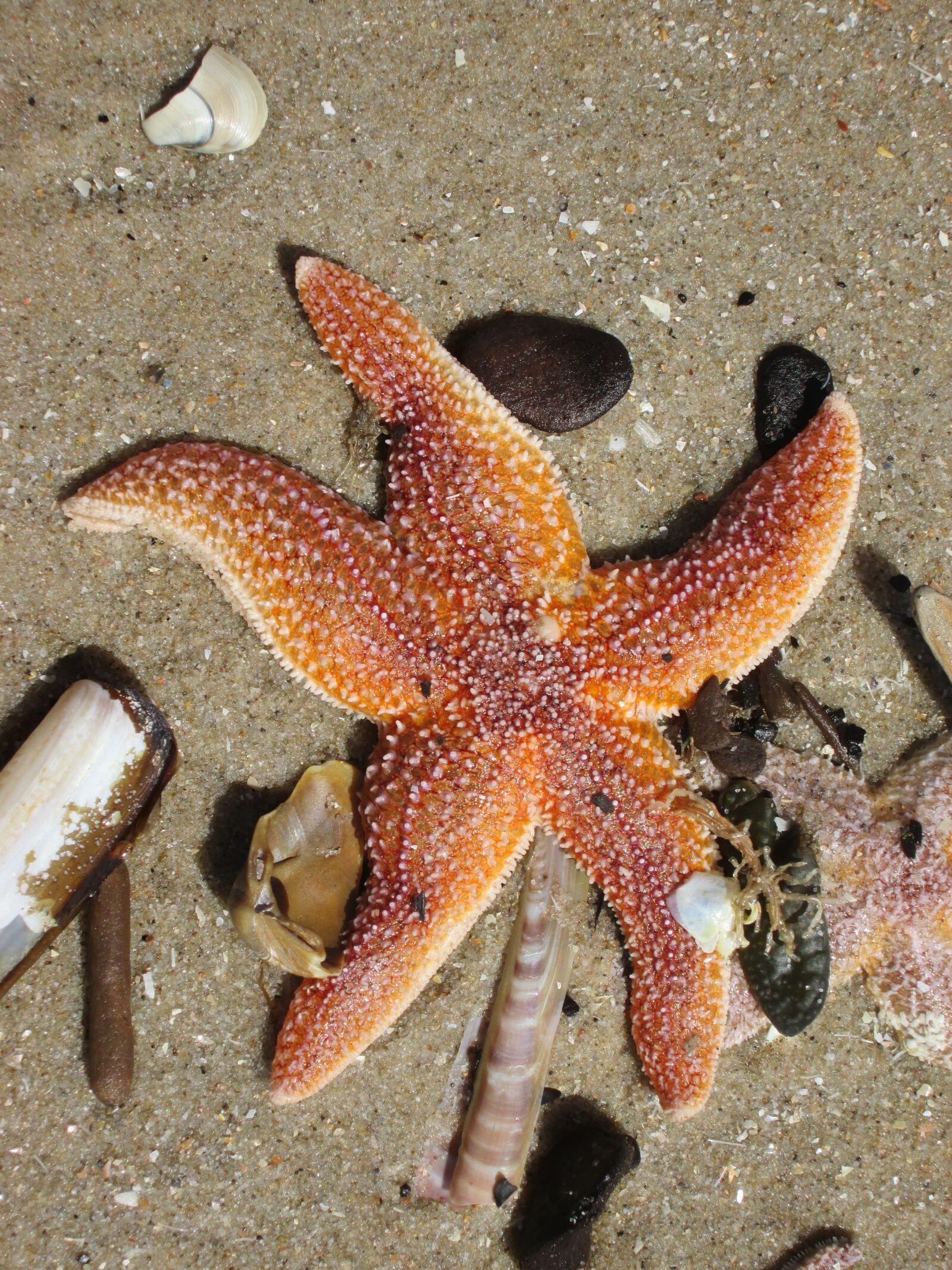 Canon PowerShot A3500 IS sample photo. Starfish, beach, sea photography