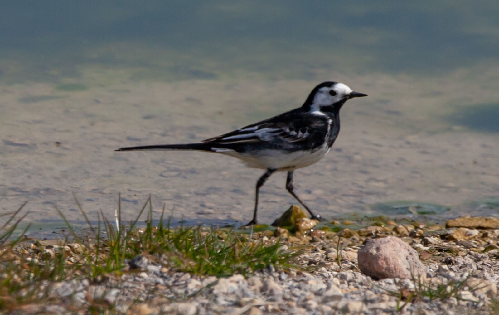 150-600mm F5-6.3 DG OS HSM | Contemporary 015 sample photo. Pied wagtail, wagtail, rocks photography