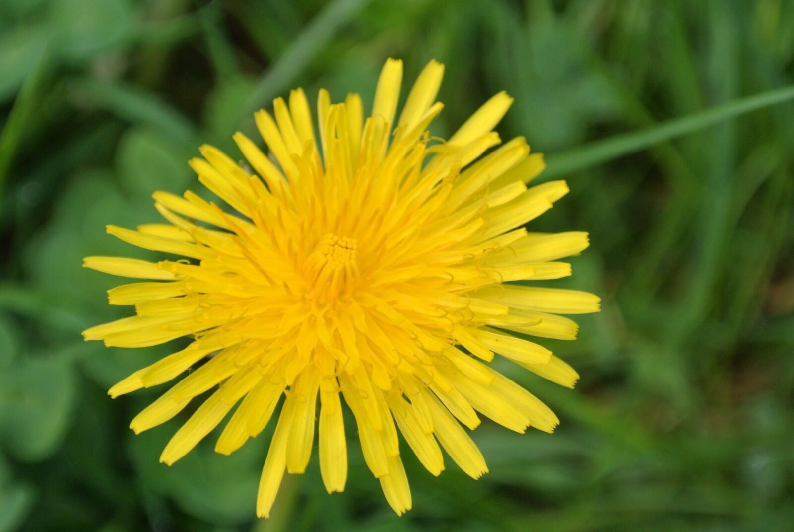 Nikon 1 Nikkor VR 10-30mm F3.5-5.6 sample photo. Dandelion, flower, roadside photography