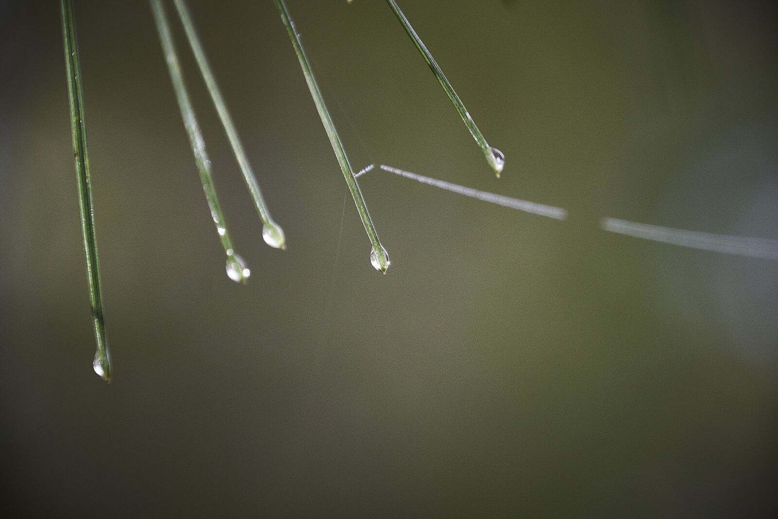 Nikon D7200 sample photo. Drops of water, moisture photography