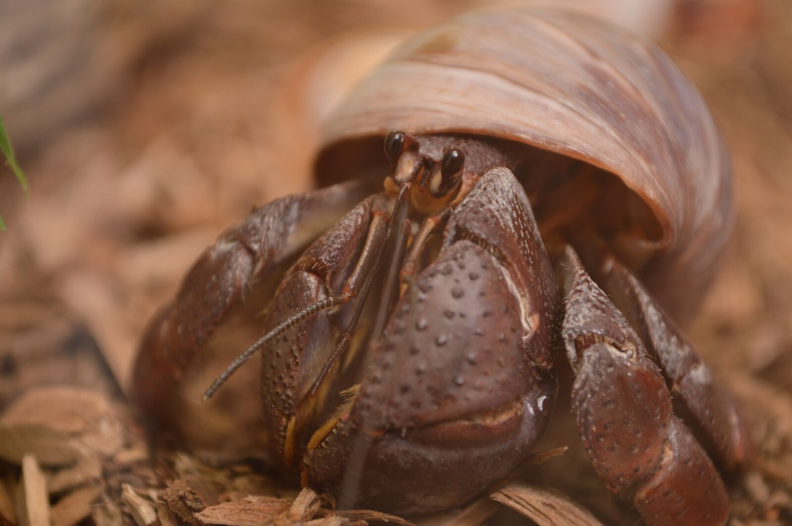 Nikon D3200 sample photo. Hermit crab, crab, pet photography