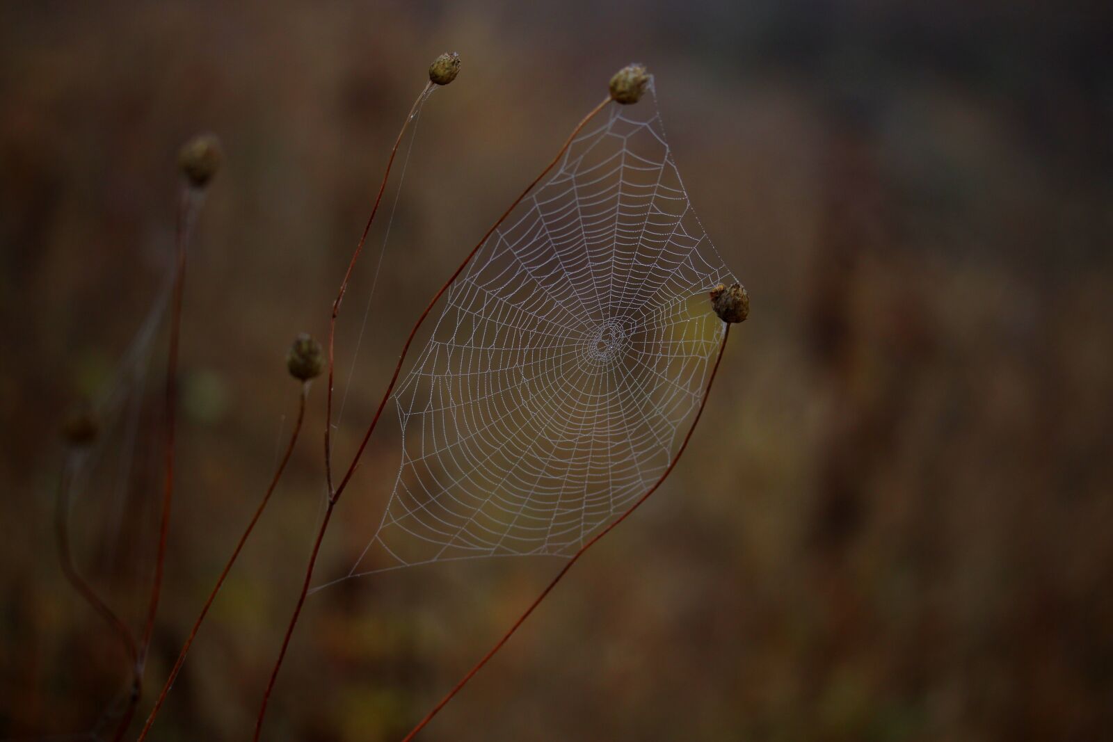 Canon EF-S 60mm F2.8 Macro USM sample photo. Spider web, wet, hooked photography