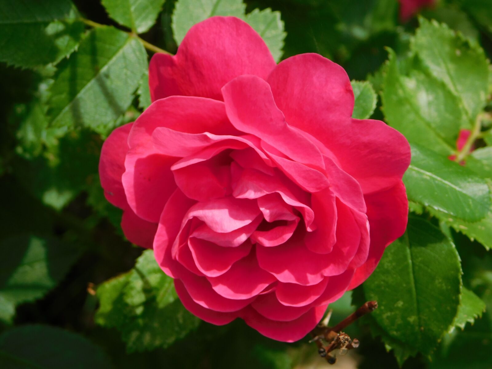 Nikon Coolpix B500 sample photo. Red rose, flower, love photography