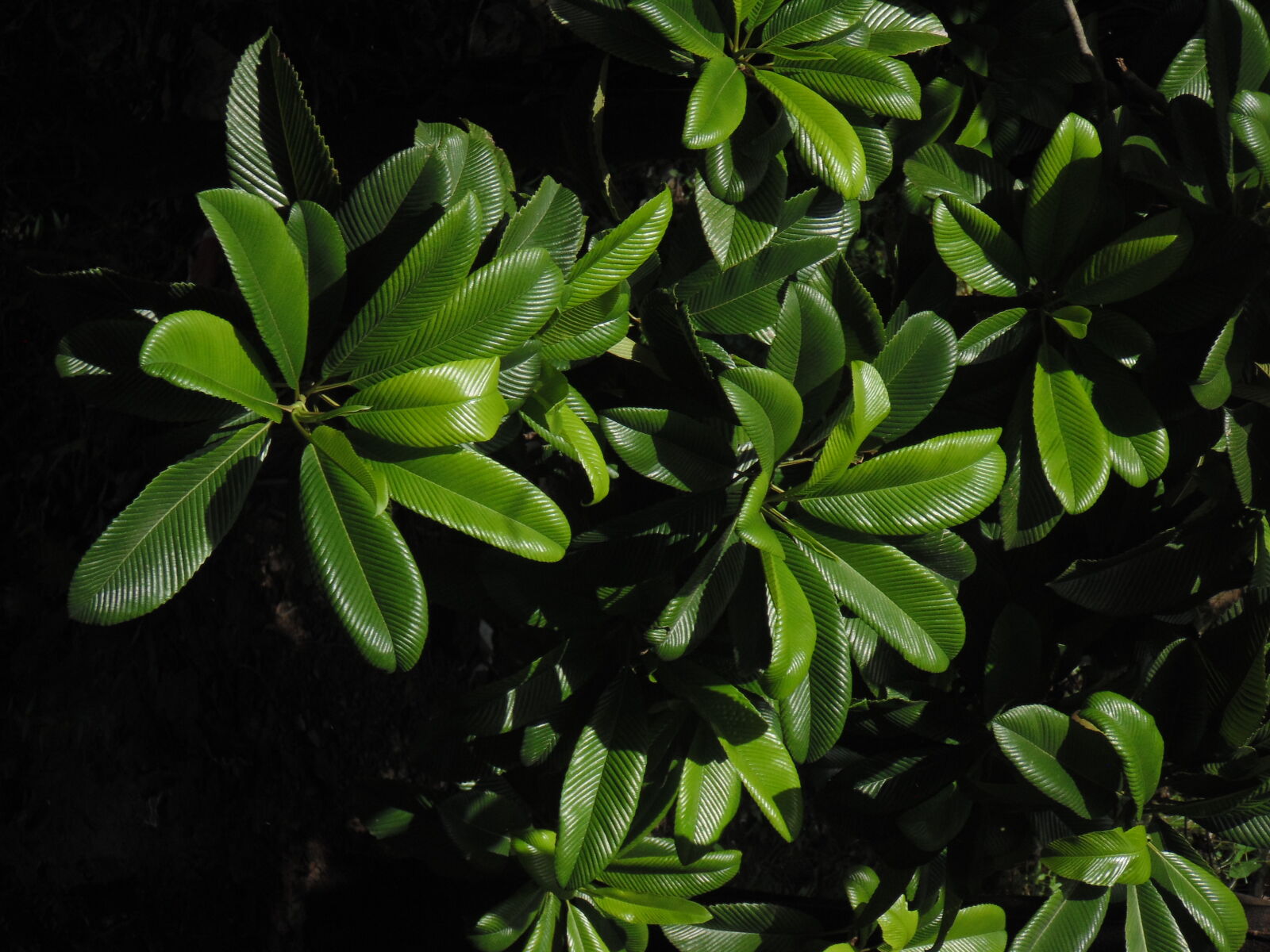 Sony Cyber-shot DSC-H200 sample photo