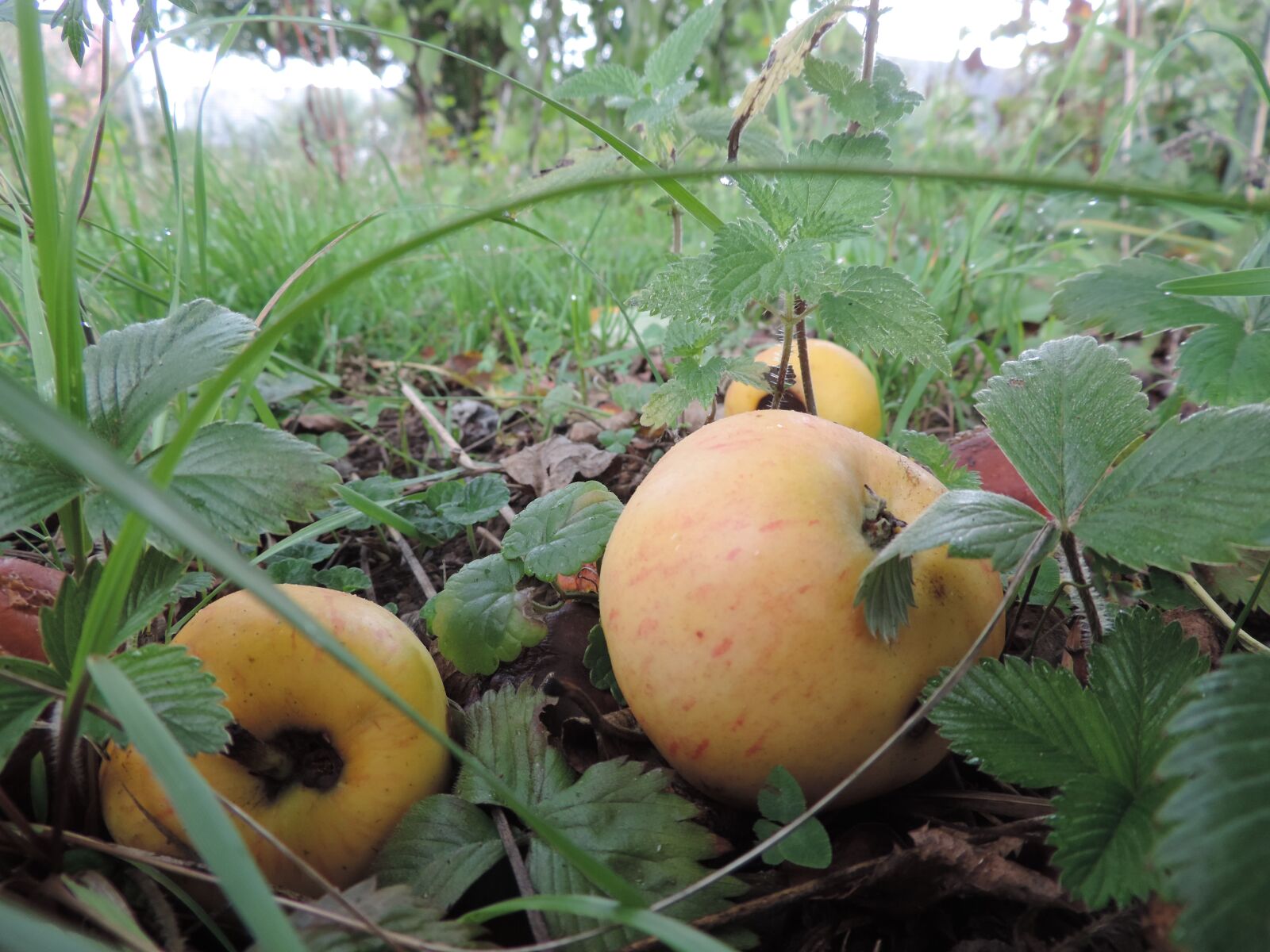 Nikon Coolpix P520 sample photo. Apple, windfall photography