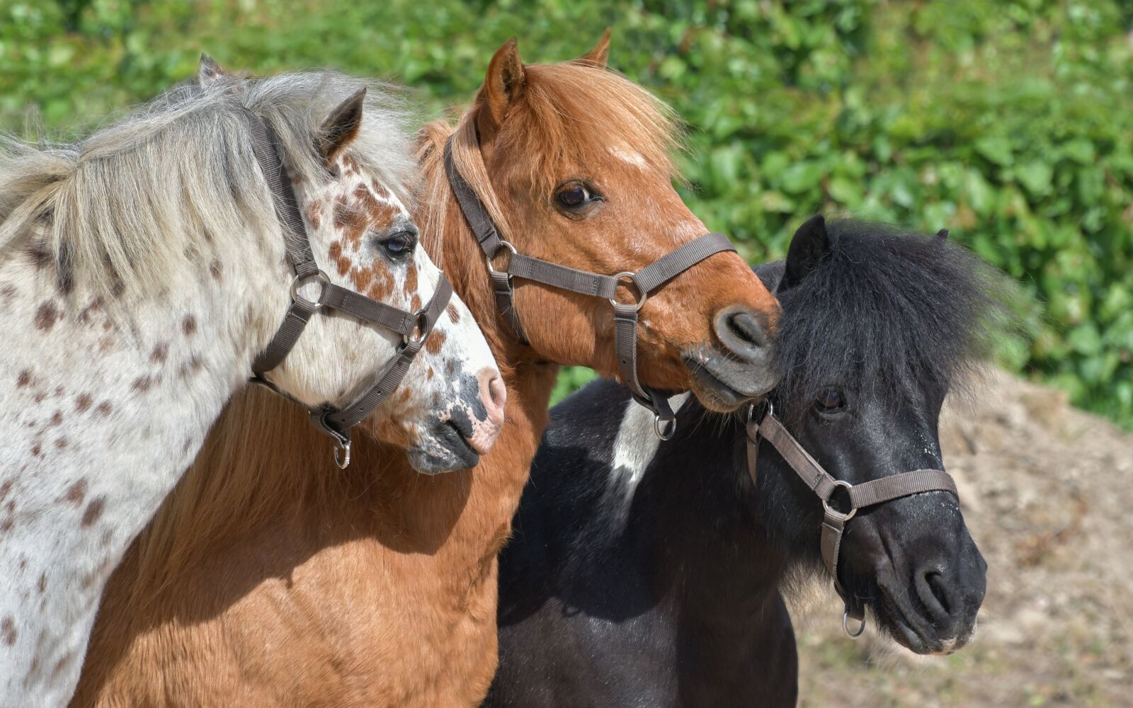Nikon D500 sample photo. Pony, three, head photography