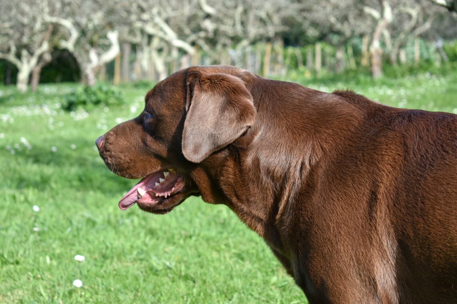Nikon D5600 sample photo. Mammalia, animalia, lawn photography