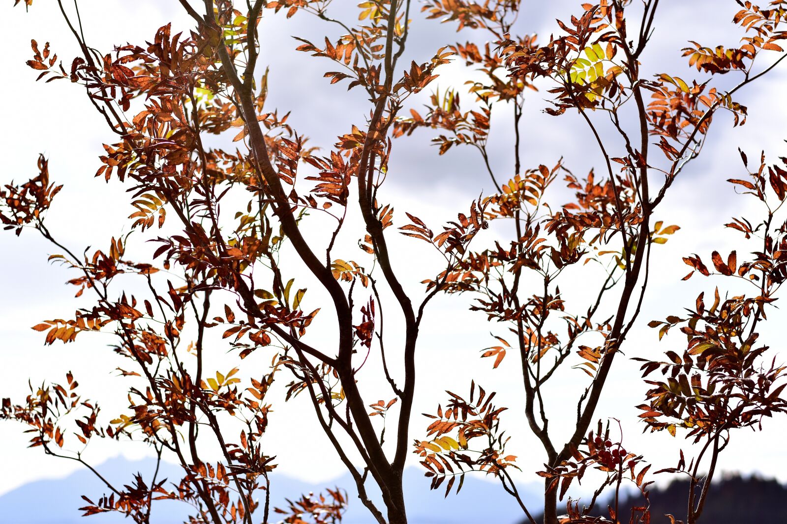 Nikon D3500 sample photo. Autumn, season, colorful photography