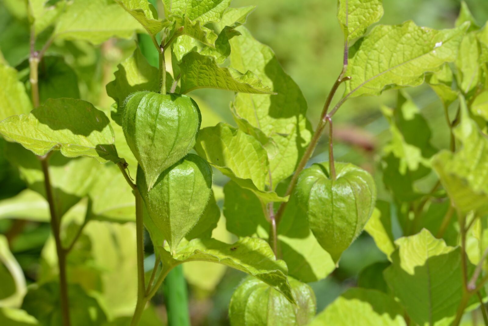 Nikon D7100 sample photo. Chinese lantern plant, green photography