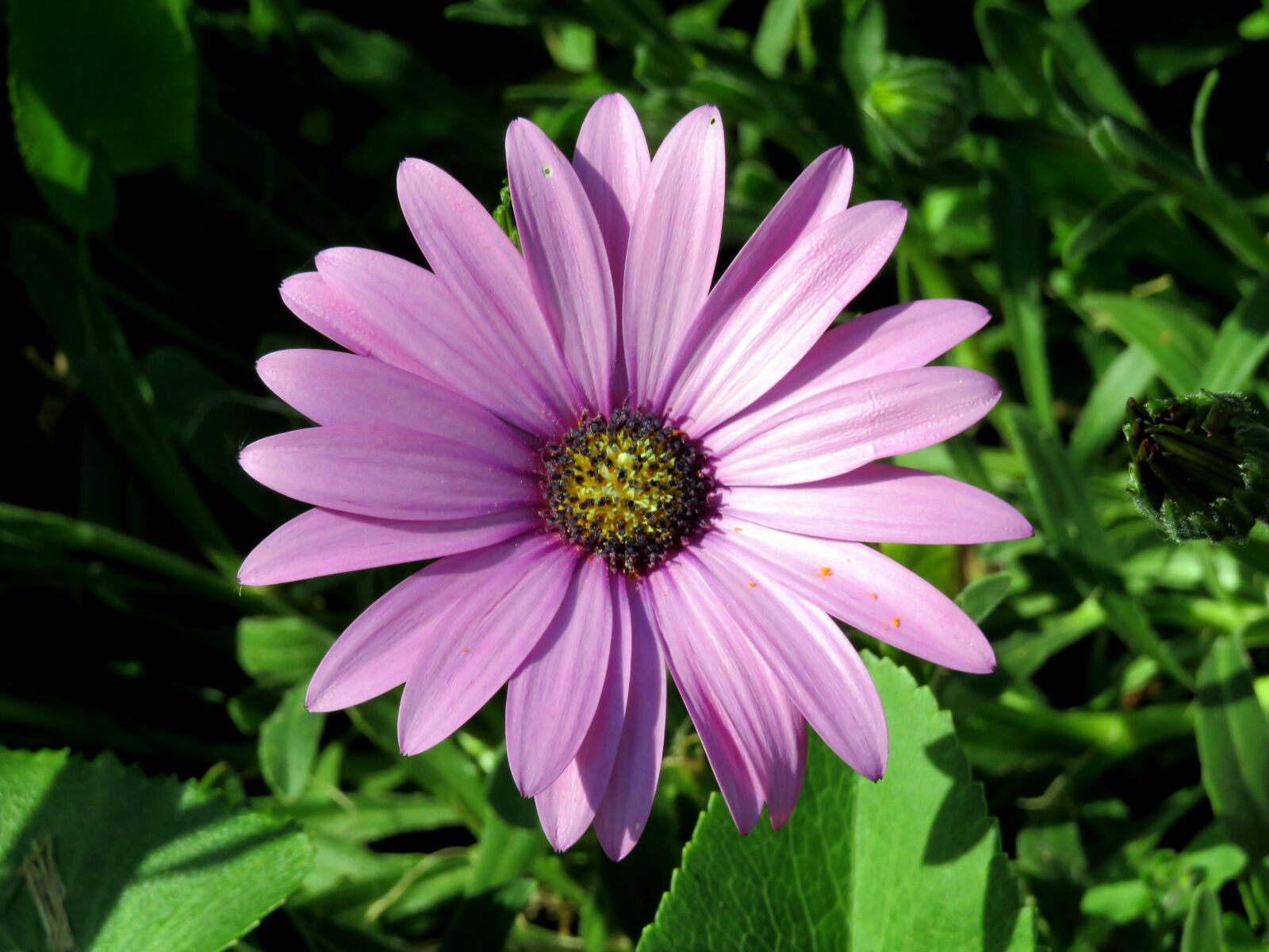 Canon PowerShot SX540 HS sample photo. Purple, daisy, gerbera photography