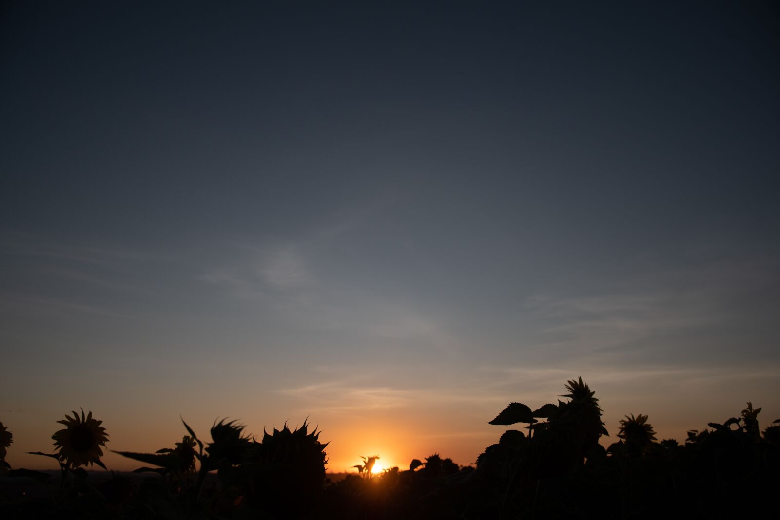 Nikon D750 sample photo. Girassol, goiania, goias photography