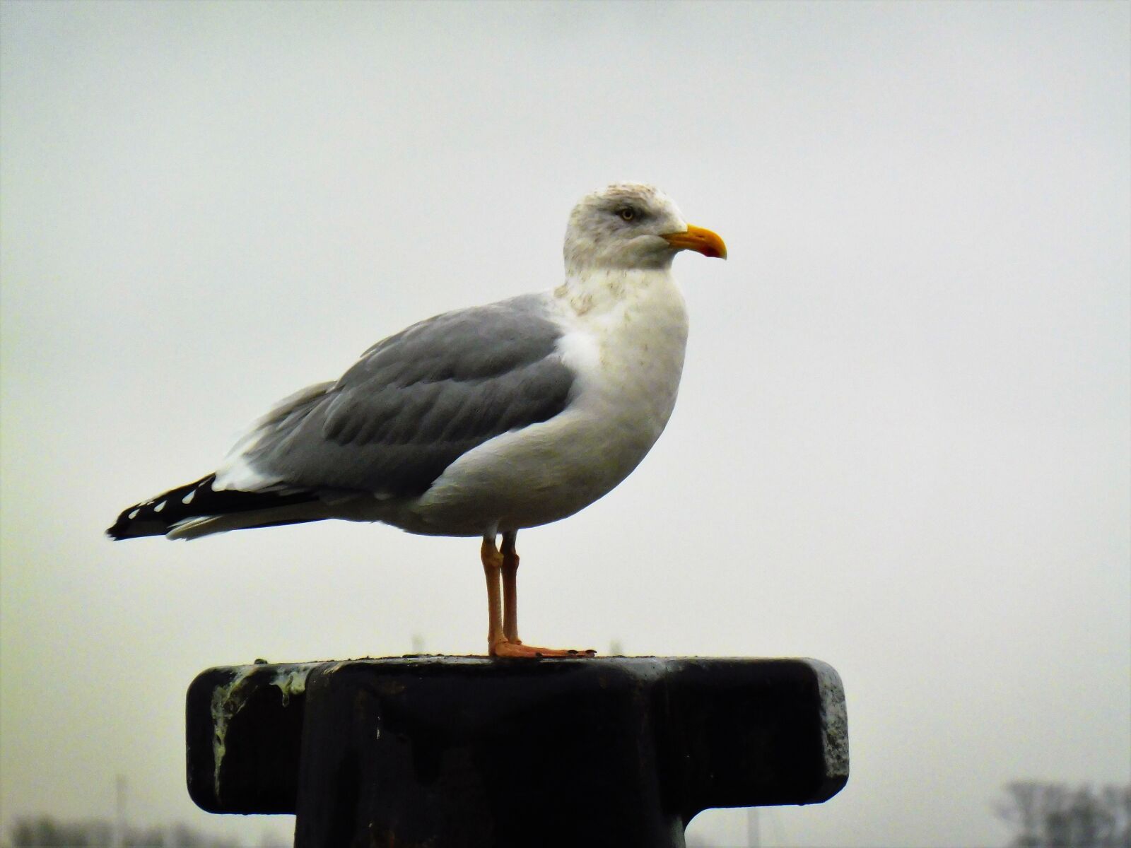 Panasonic DMC-TZ58 sample photo. Bird, animal world, seagull photography