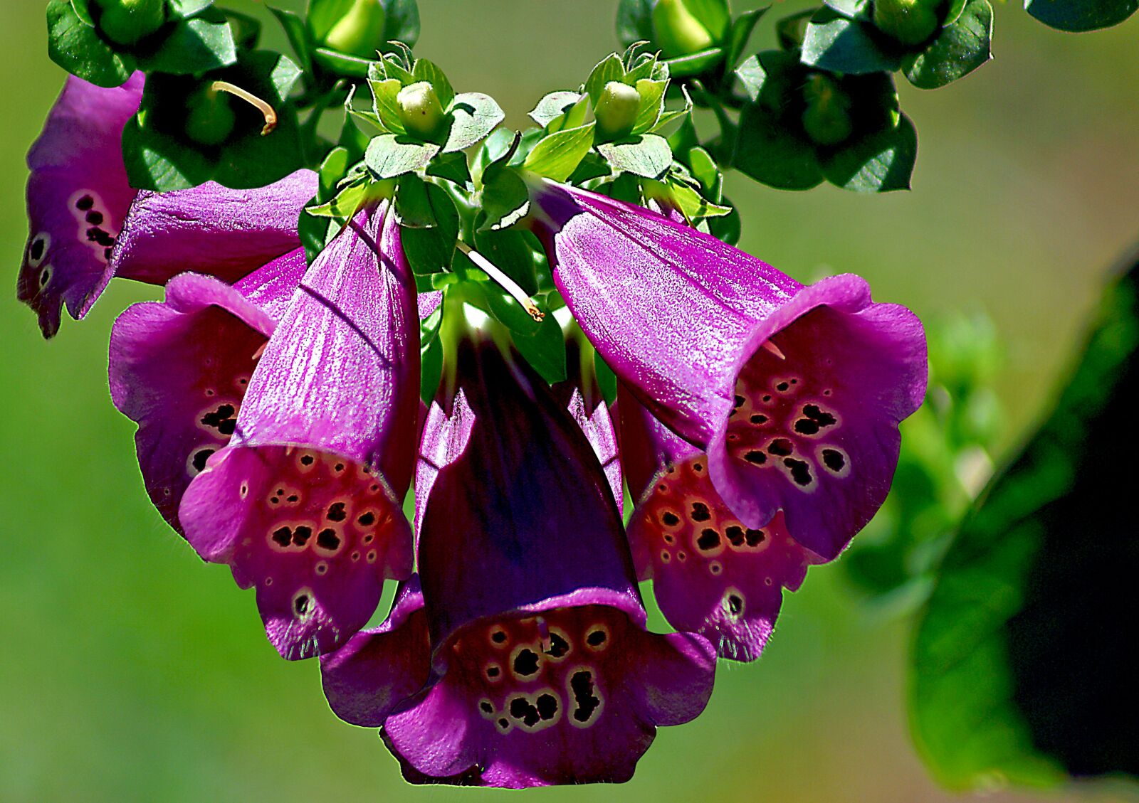 Sony Alpha DSLR-A100 sample photo. Flower, nature, garden photography