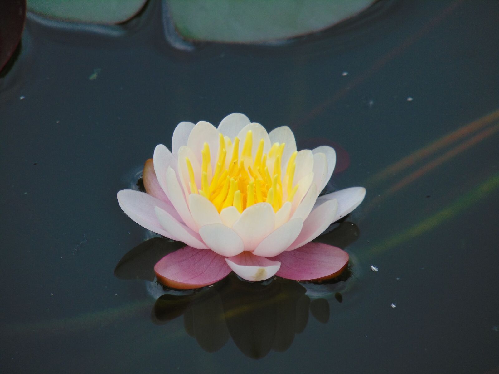 Sony Cyber-shot DSC-H300 sample photo. Lake rose, water, lake photography