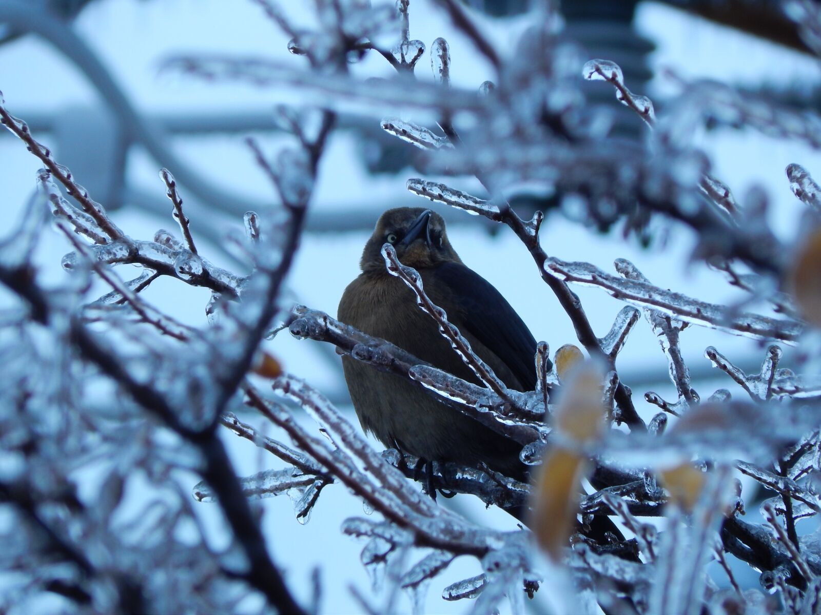Nikon Coolpix L820 sample photo. Icy branches, bird, winter photography