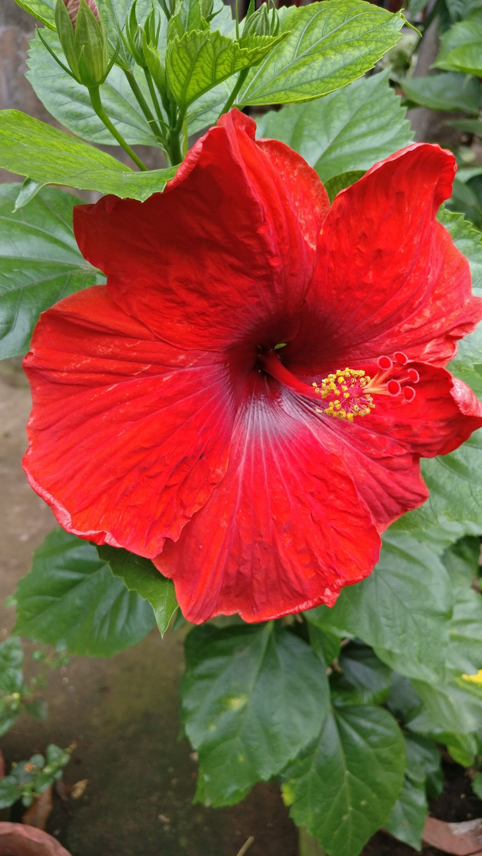 OnePlus A3003 sample photo. Hibiscus, flower, tropical photography