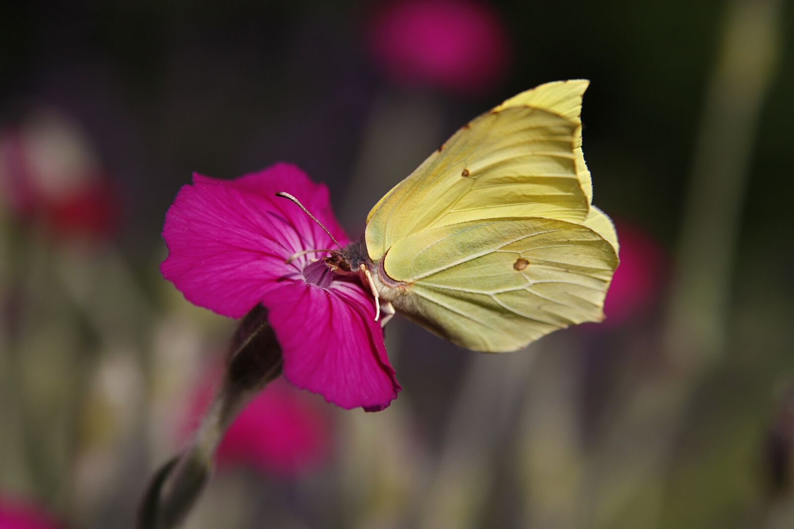 Canon EOS 450D (EOS Rebel XSi / EOS Kiss X2) sample photo. Gonepteryx rhamni, butterfly, nectar photography