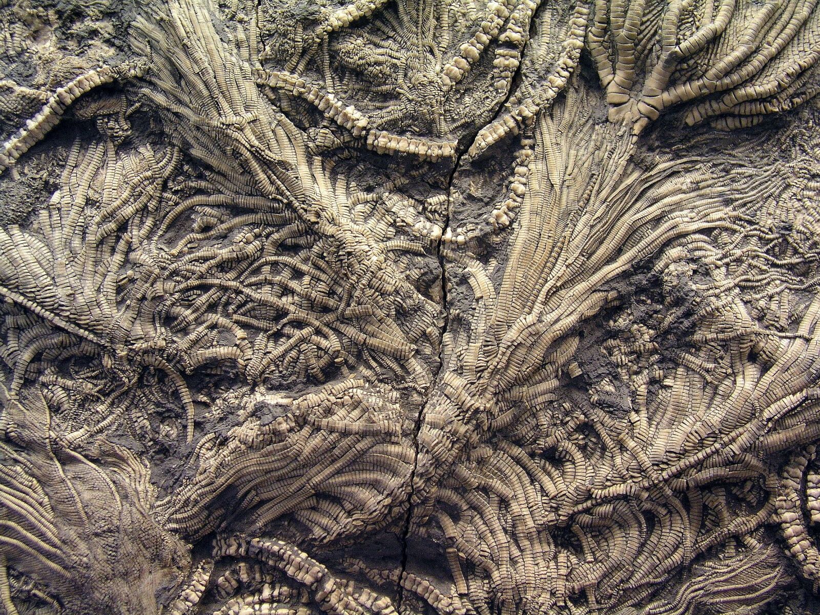 Olympus C5050Z sample photo. Fossil, stone, texture photography